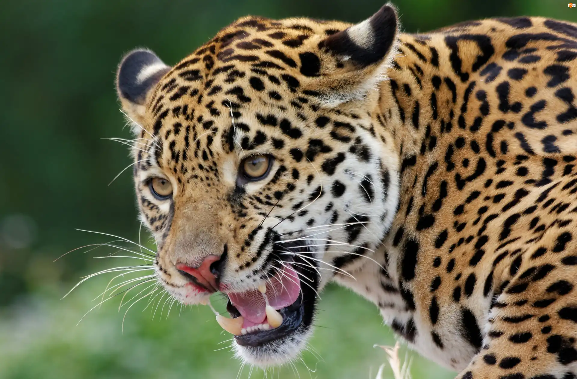 Kły, Zły, Jaguar