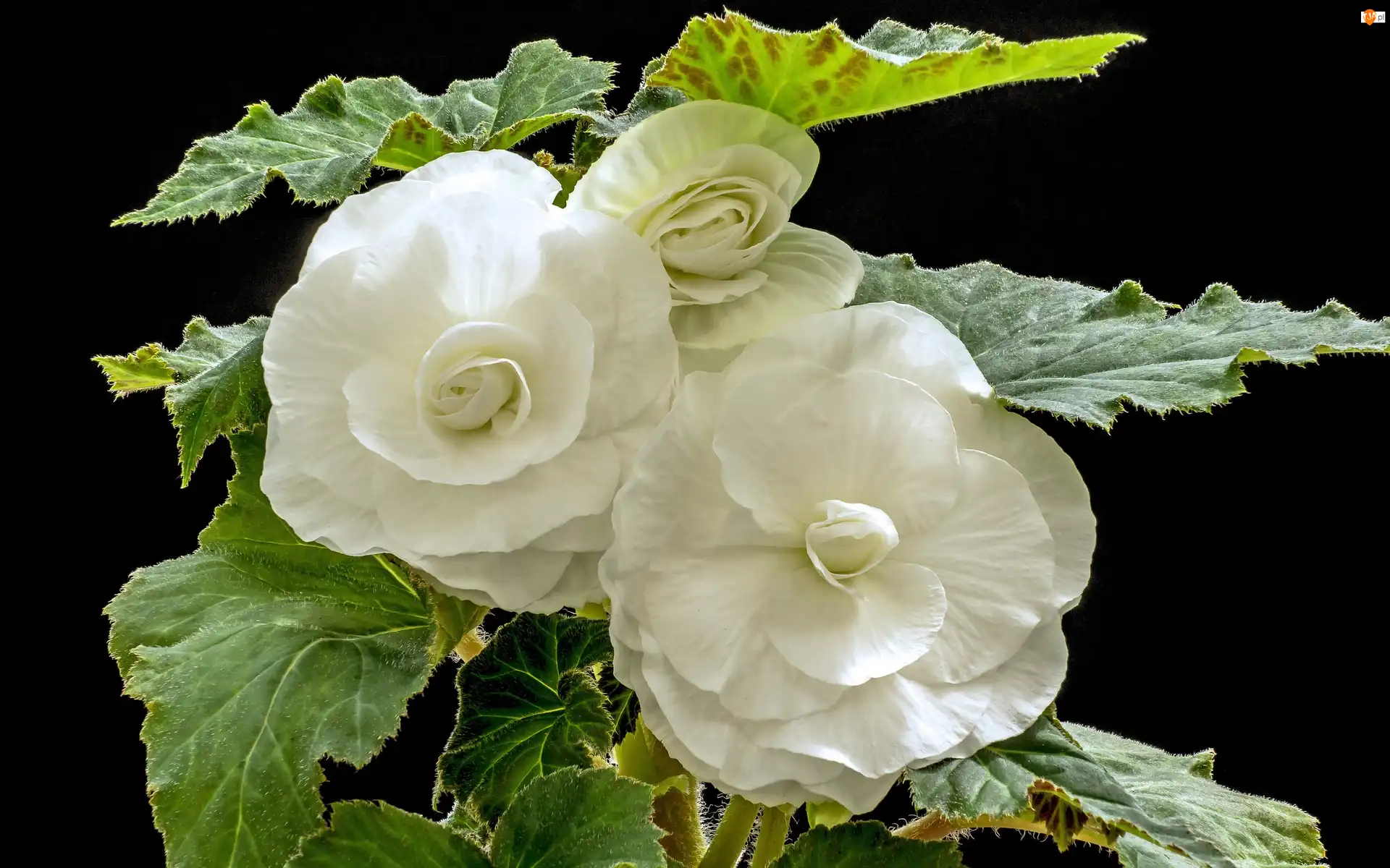 Liście, Begonia bulwiasta, Białe, Kwiaty