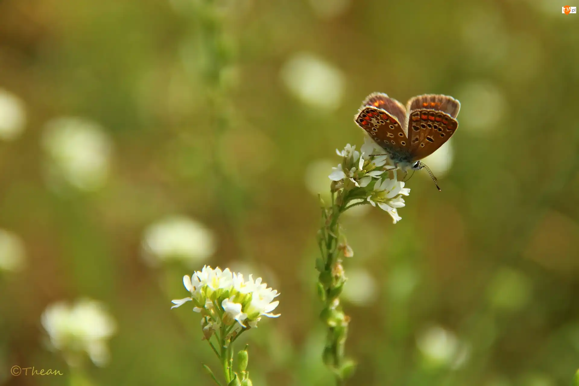 Kwiaty, Motyl, Modraszek, Białe