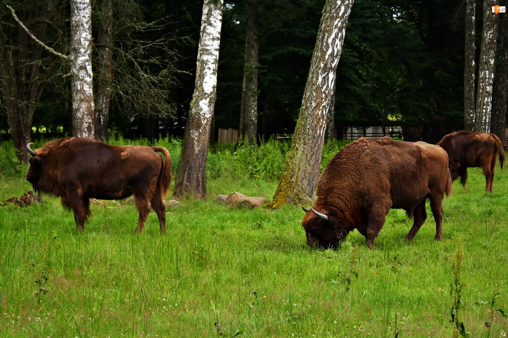Żubry, Białowieski, Park, Narodowy