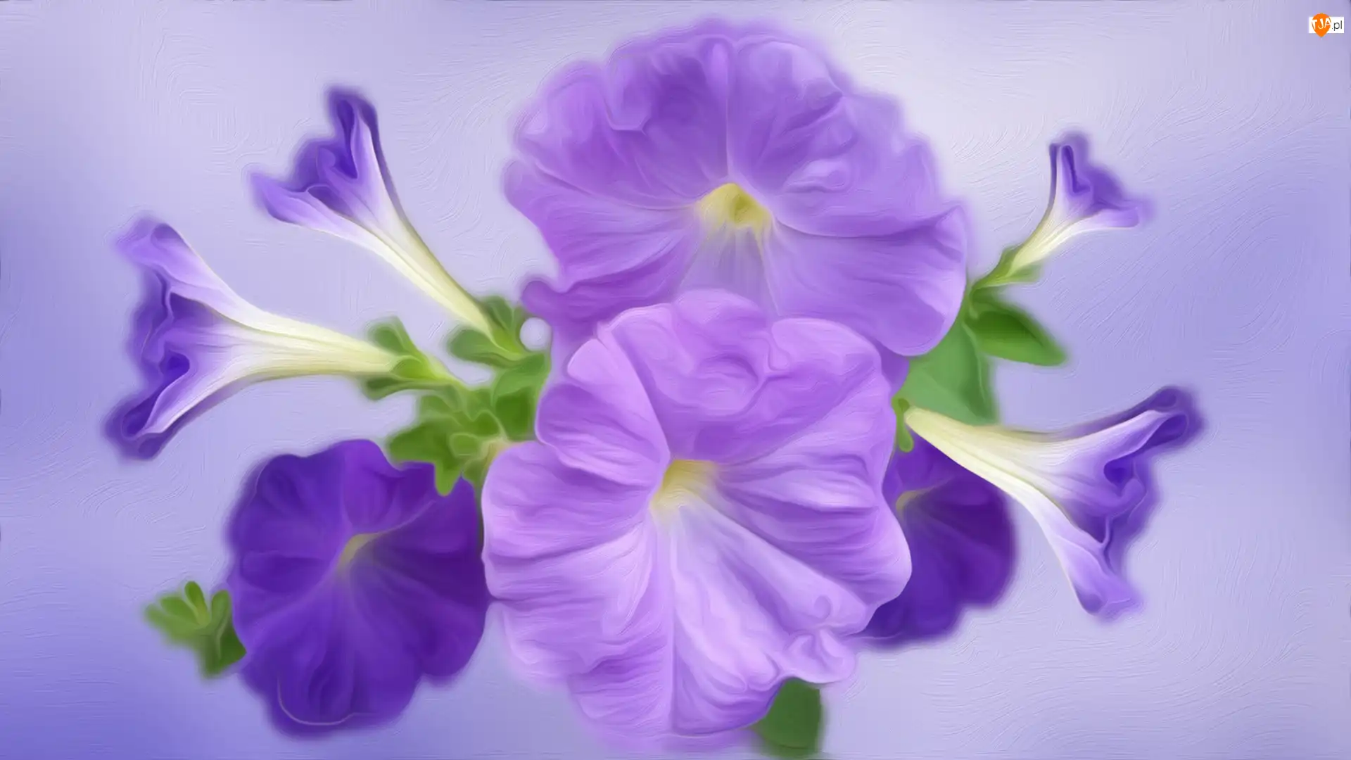 Grafika, Kwiat, Petunia