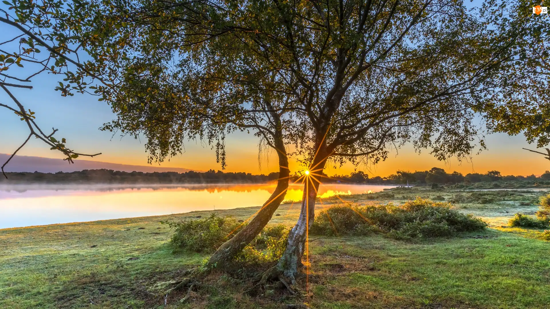 Promienie słońca, Jezioro, Drzewa, Mgła