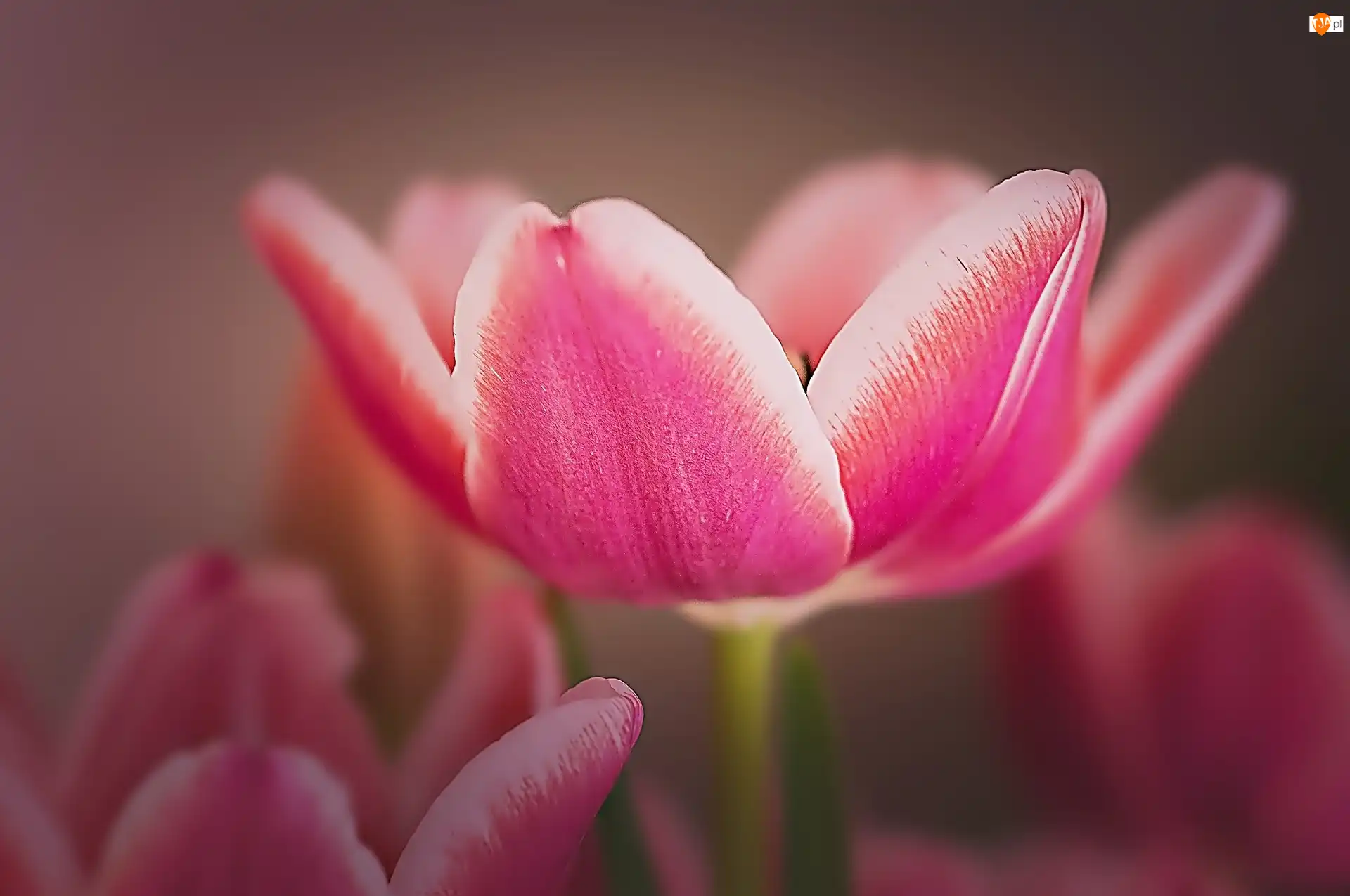 Tulipan, Różowy