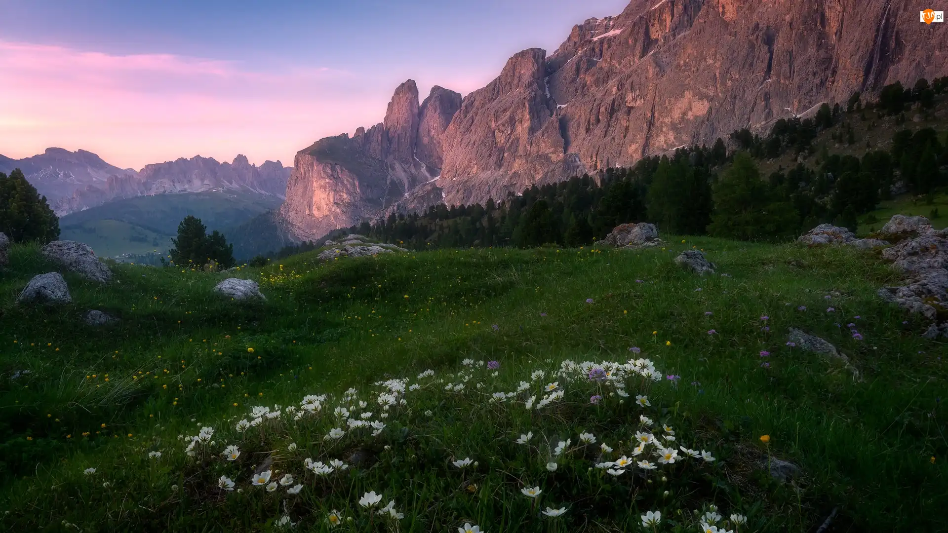 Kwiaty, Łąka, Góry, Włochy, Zawilce, Dolomity