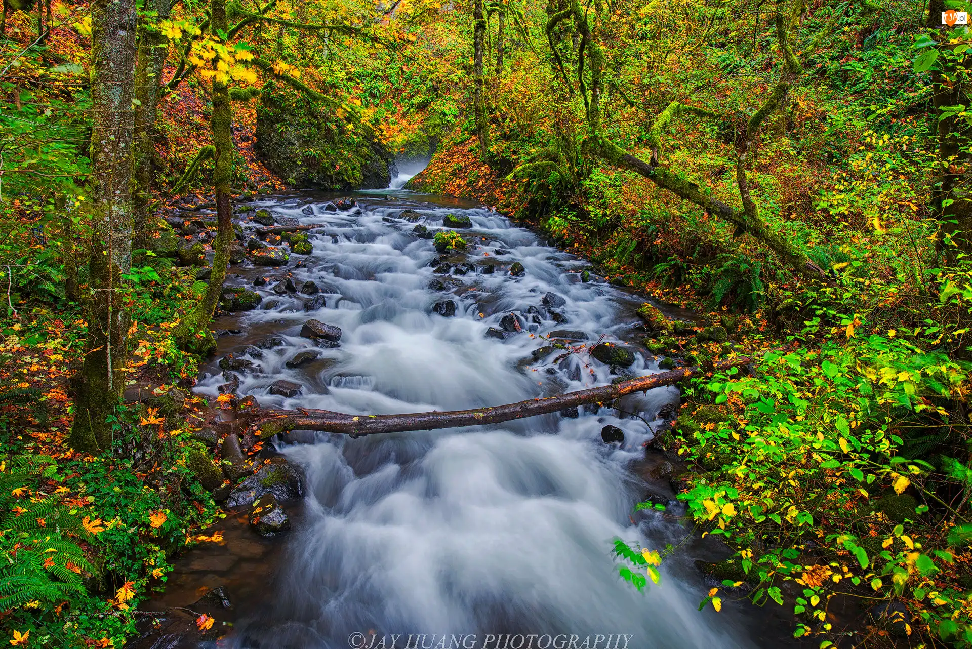 Rezerwat przyrody Columbia River Gorge, Rzeka Bridal Veil Creek, Kamienie, Oregon, Las, Jesień, Stany Zjednoczone, Drzewa
