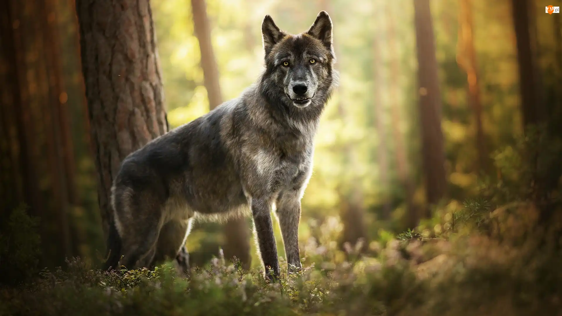 Drzewa, Pies, Amerykański wolfdog, Las rośliny
