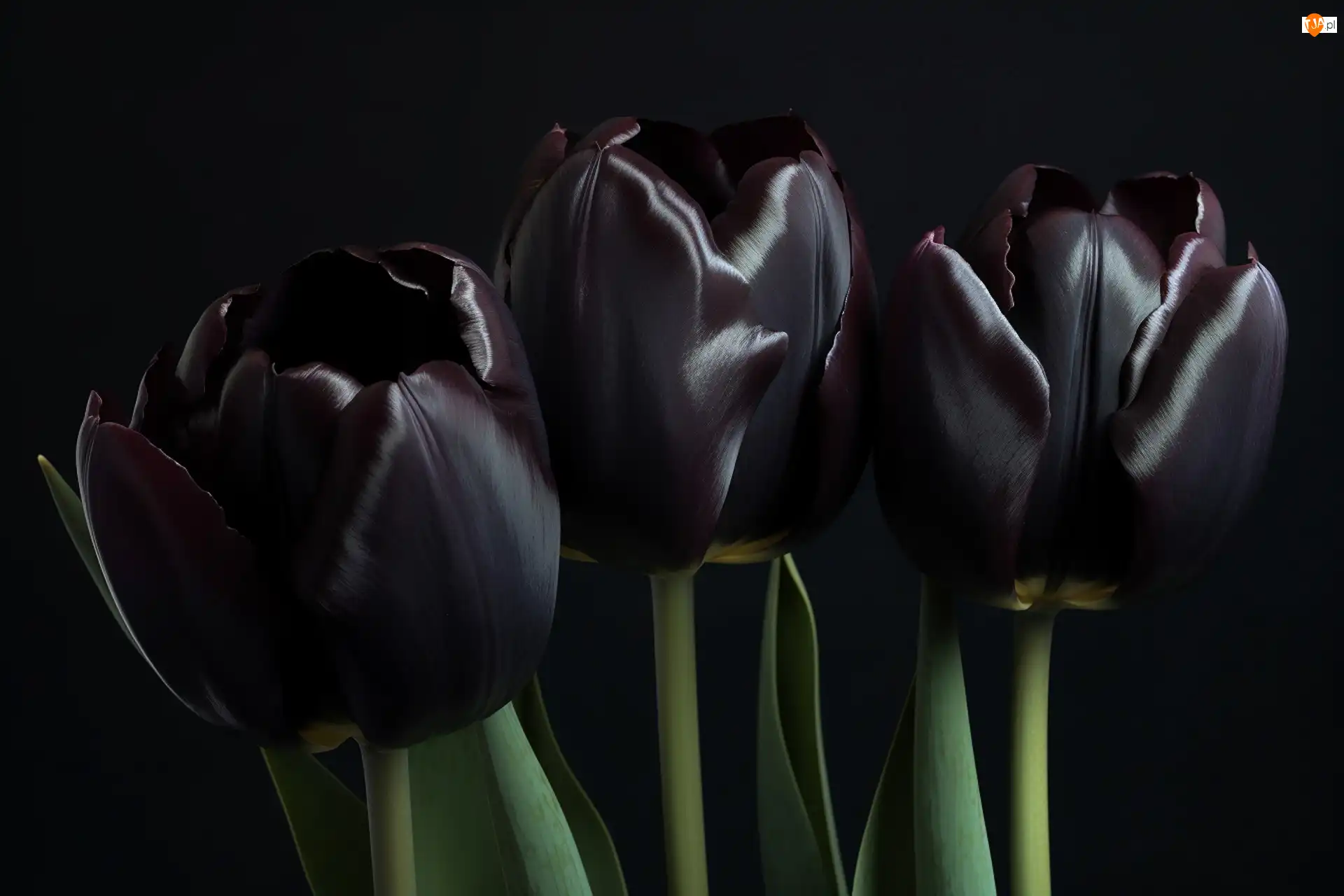 Tulipany, Kwiaty, Czarne