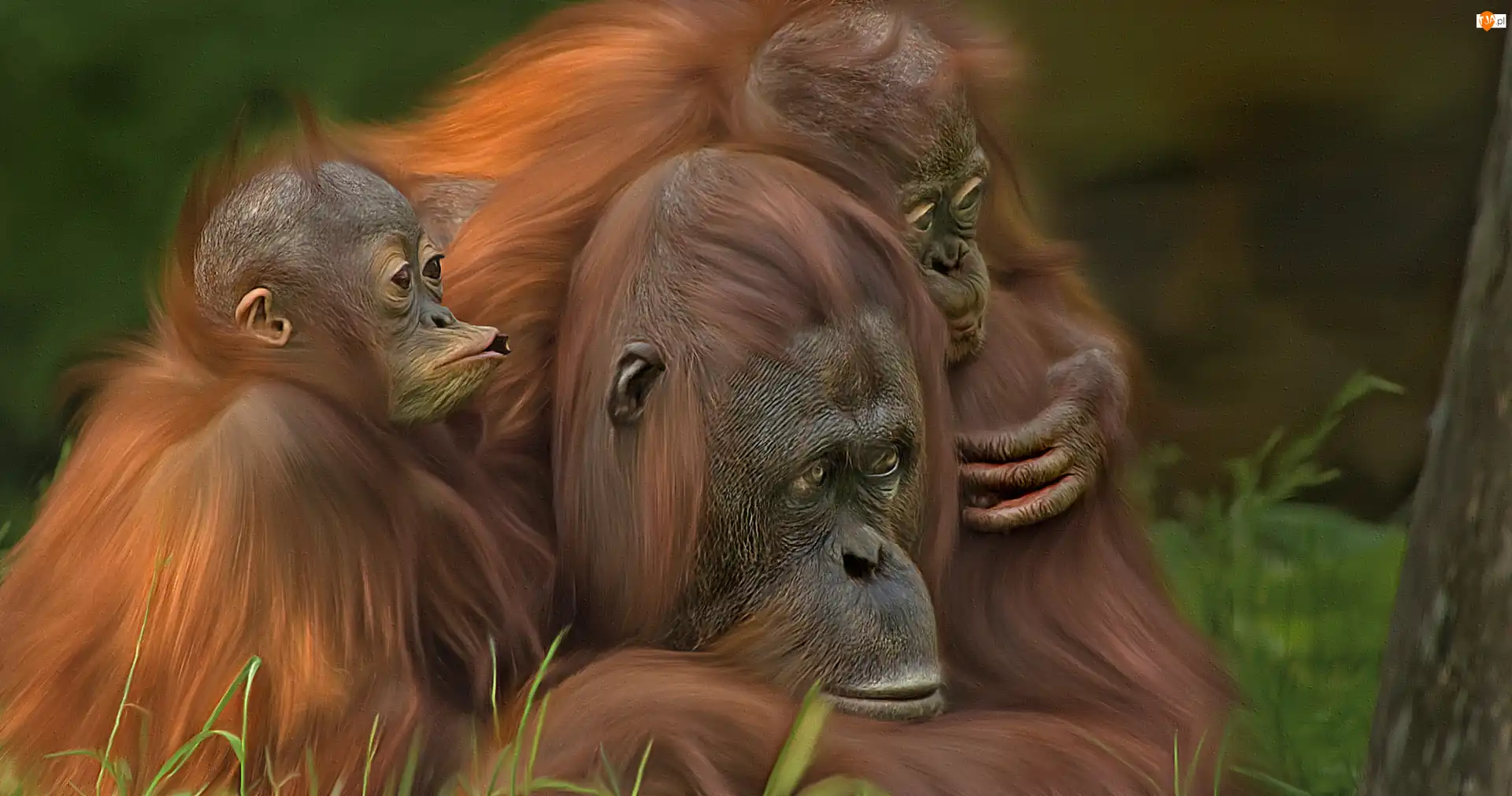 Orangutan, Małpy