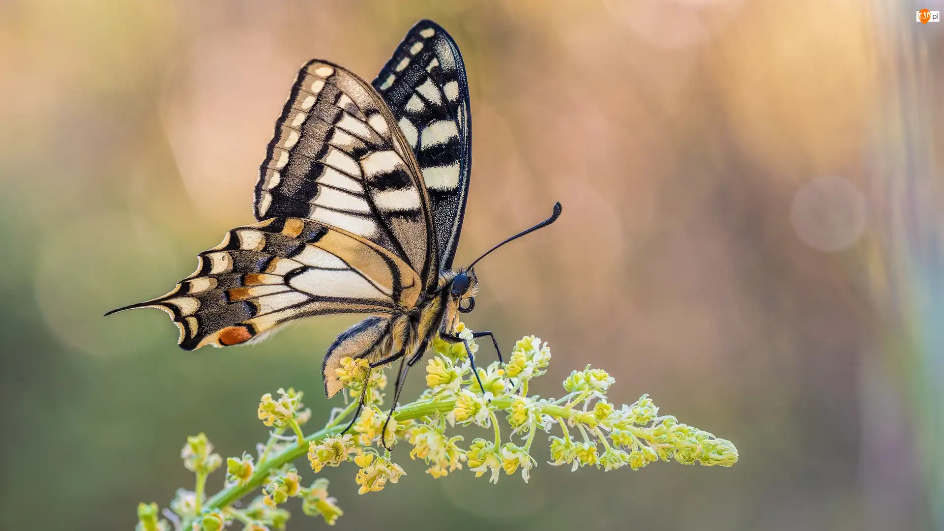 Makro, Motyl, Paź królowej, Roślina
