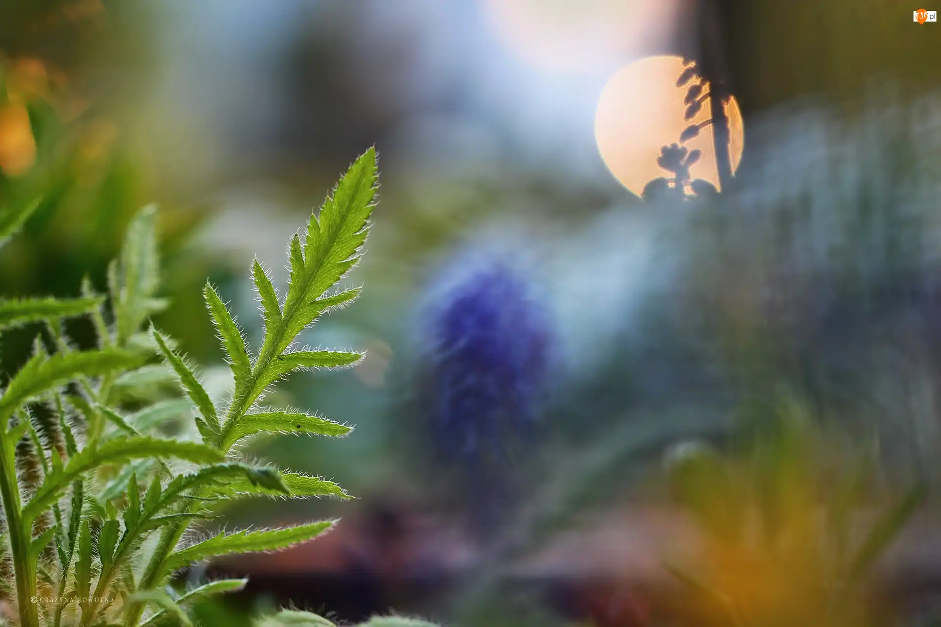 Rośliny, Liść, Zielony