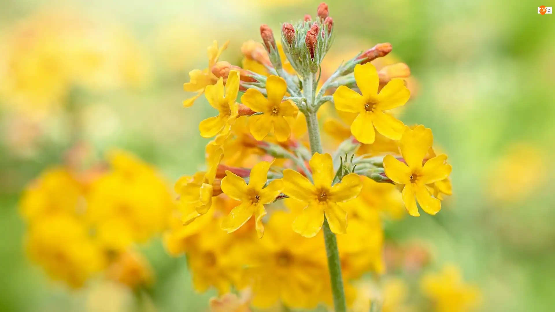 Żółty, Kwiat, Prymula, Rozmyte tło, Pierwiosnek, Primula beesiana