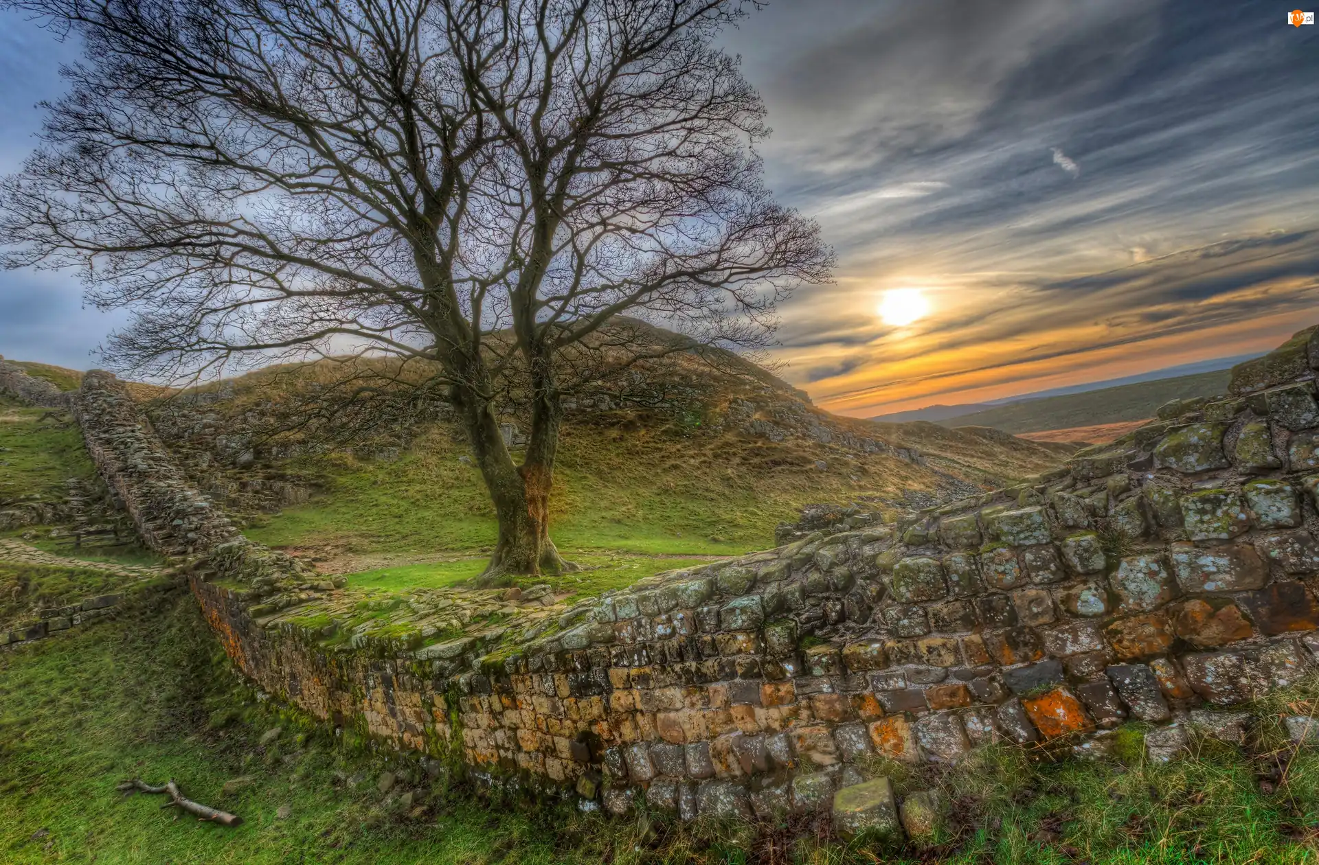 Wał Hadriana, Anglia, Drzewo, Zachód słońca, Mur Hadriana, Trawa