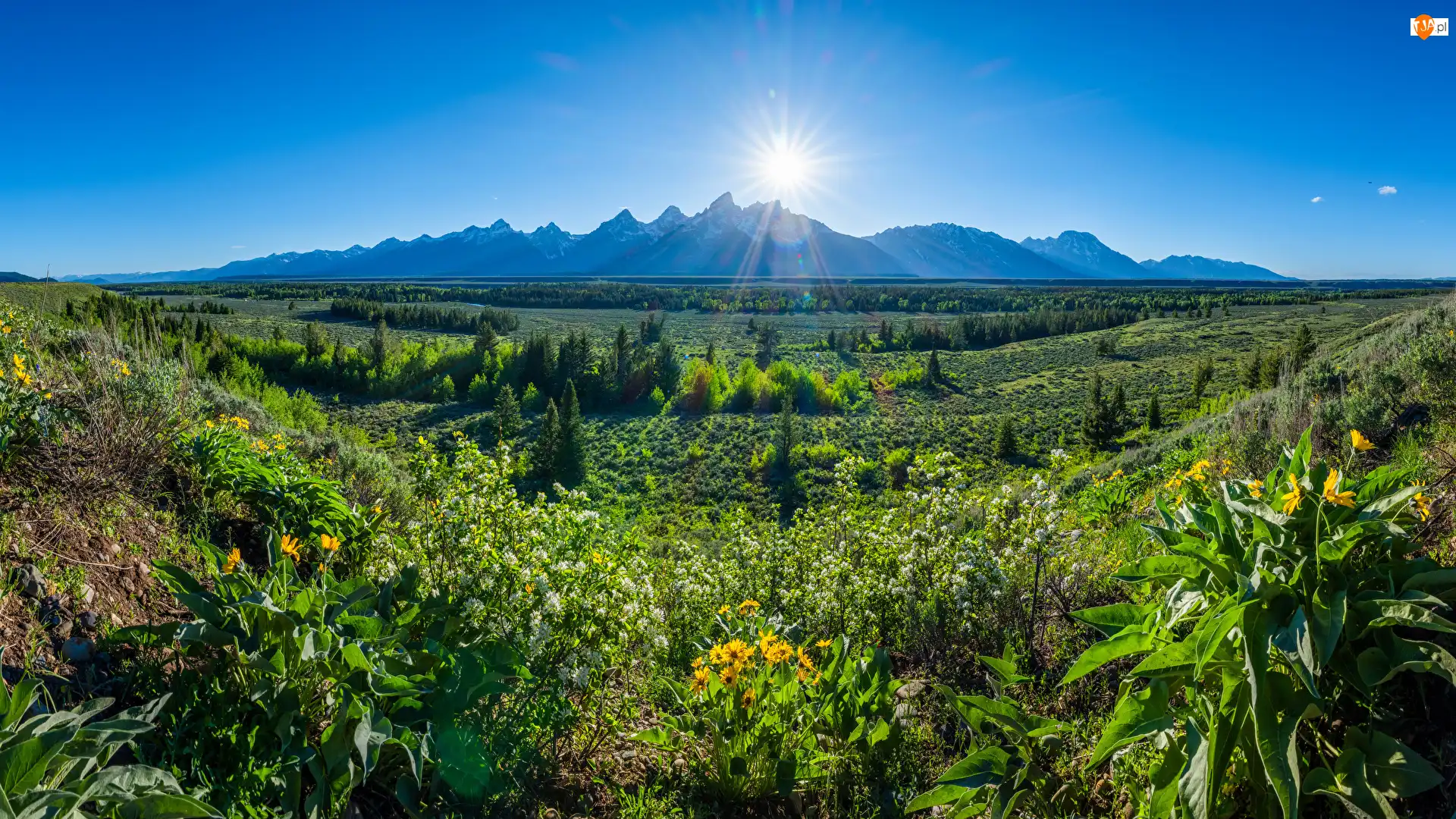 Promienie, Stany Zjednoczone, Góry, Kwiaty, Stan Wyoming, Słońce, Łąki, Park Narodowy Grand Teton