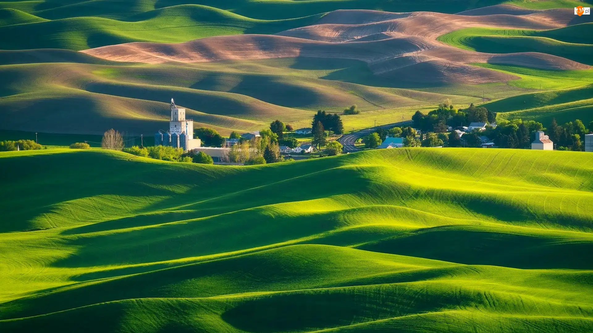 Stany Zjednoczone, Drzewa, Stan Waszyngton, Region Palouse, Whitman County, Łąki, Pola, Wzgórza, Zabudowania