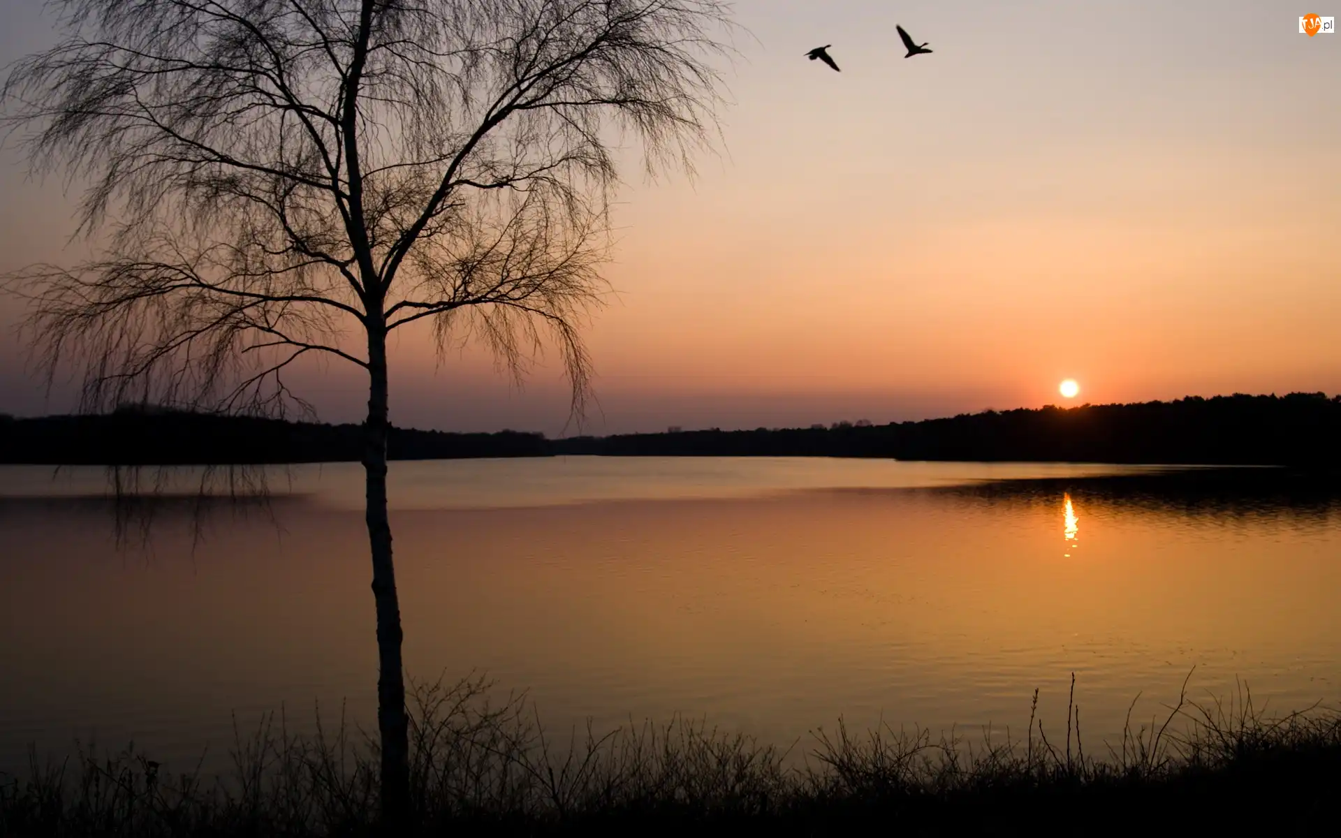 Słońca, Rzeka, Drzewa, Zachód