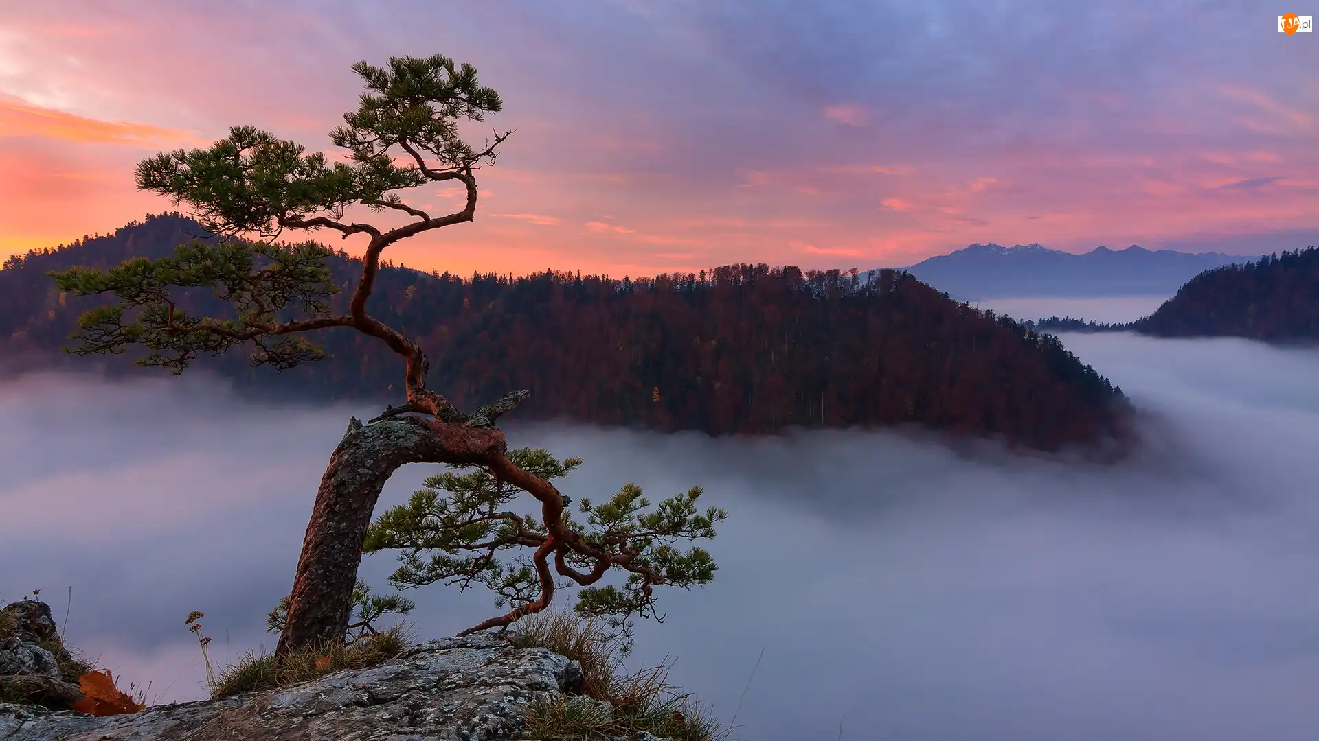 Szczyt, Pieniński Park Narodowy, Drzewo, Polska, Góry, Sosna, Sokolica, Wschód słońca, Skały, Pieniny, Mgła