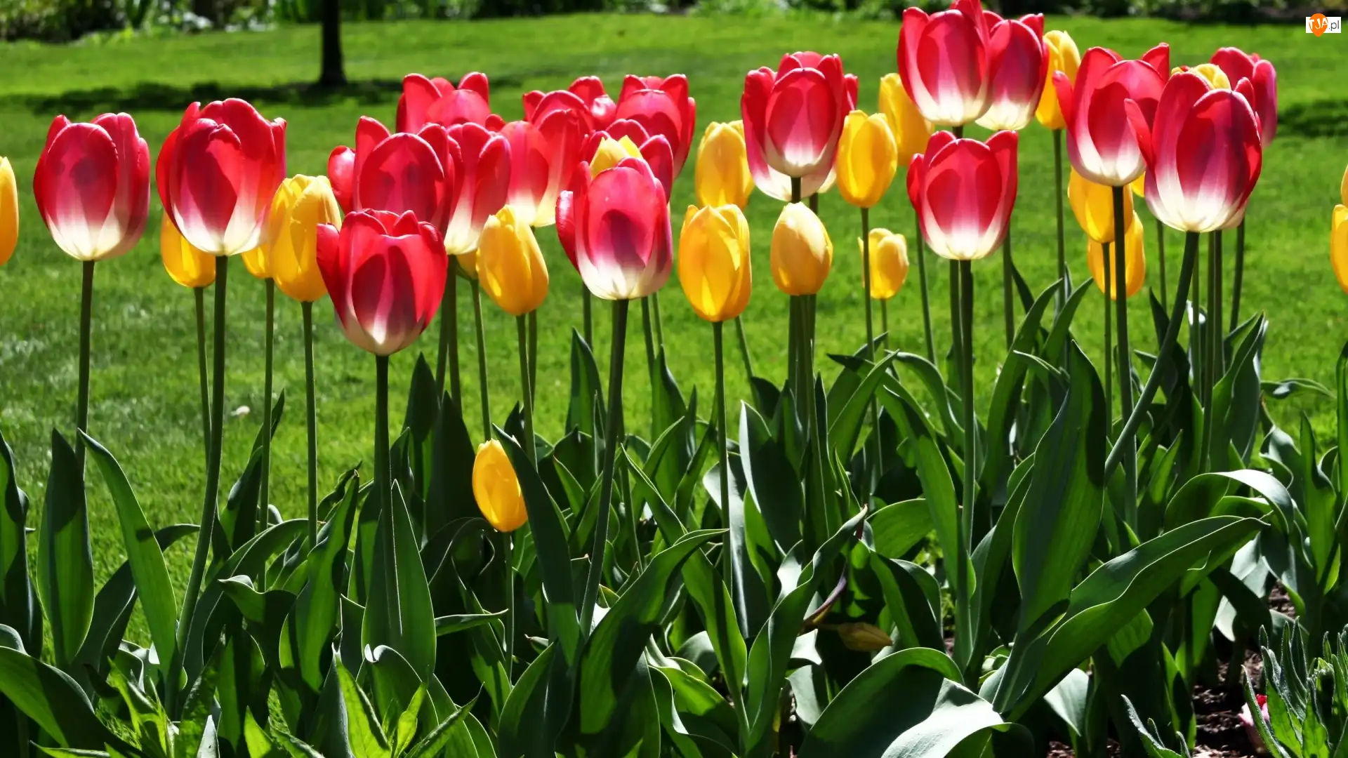 Tulipany, Czerwone, Żółte