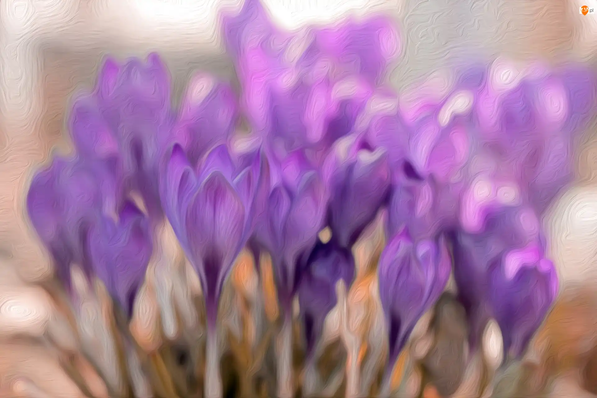 Grafika, Krokusy