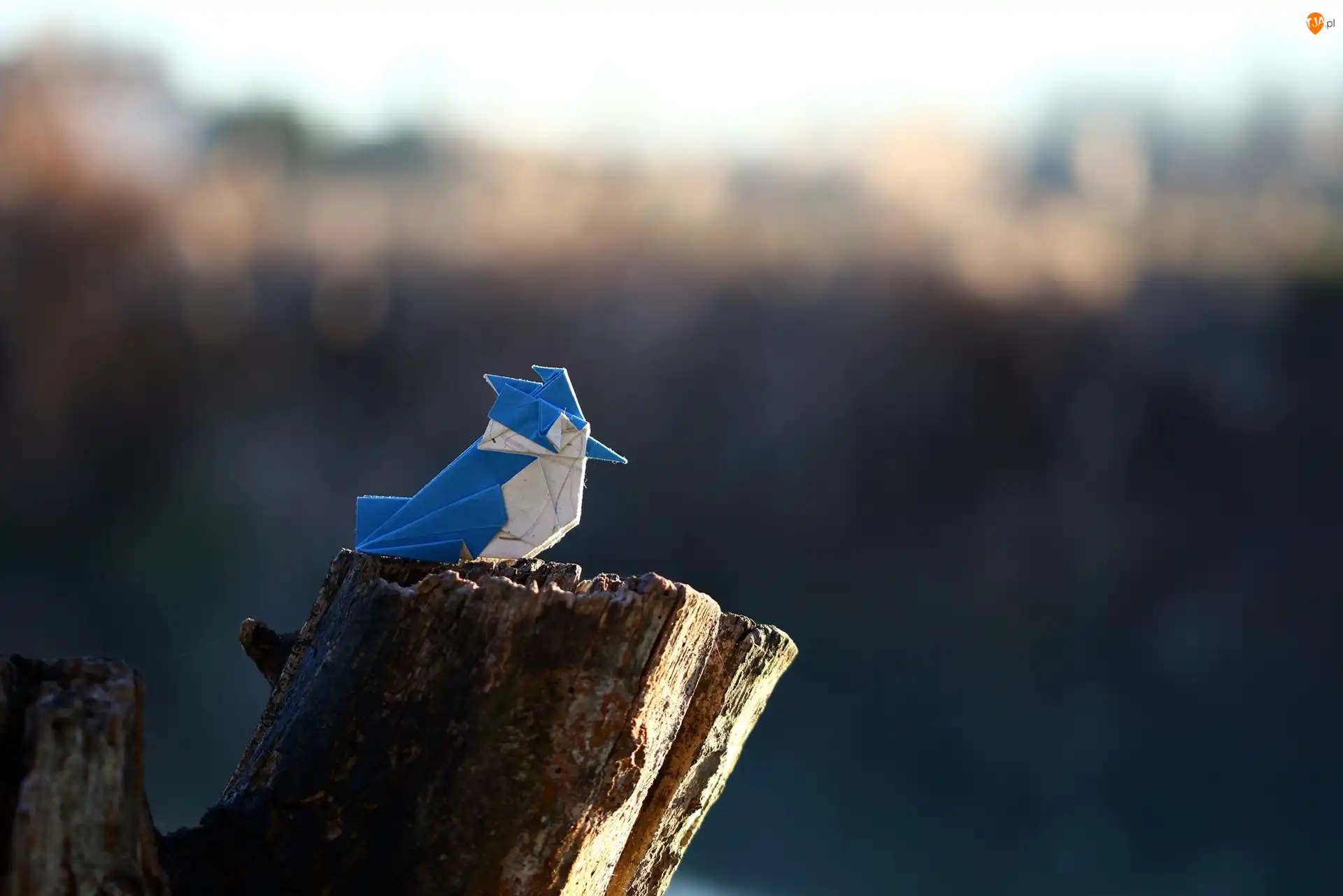Pień, Origami, Ptaszek