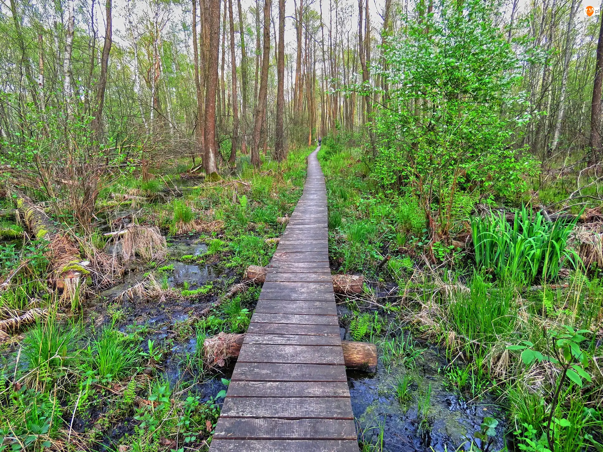 Polska, Bagno, Polesie, Roślinność, Poleski Park Narodowy, Kładka, Pomost, Moczary, Drzewa