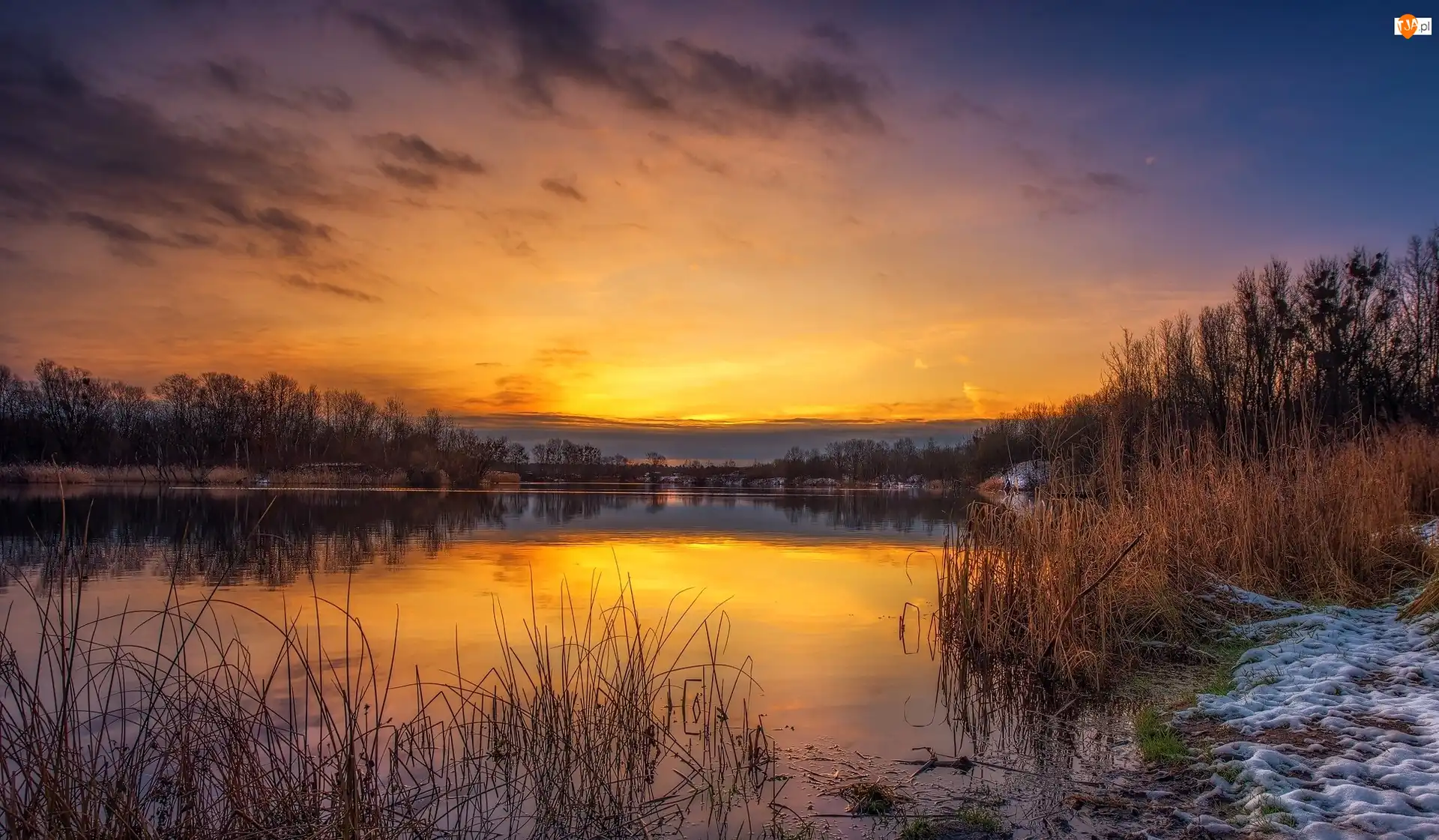 Szuwary, Jezioro, Zachód słońca, Drzewa