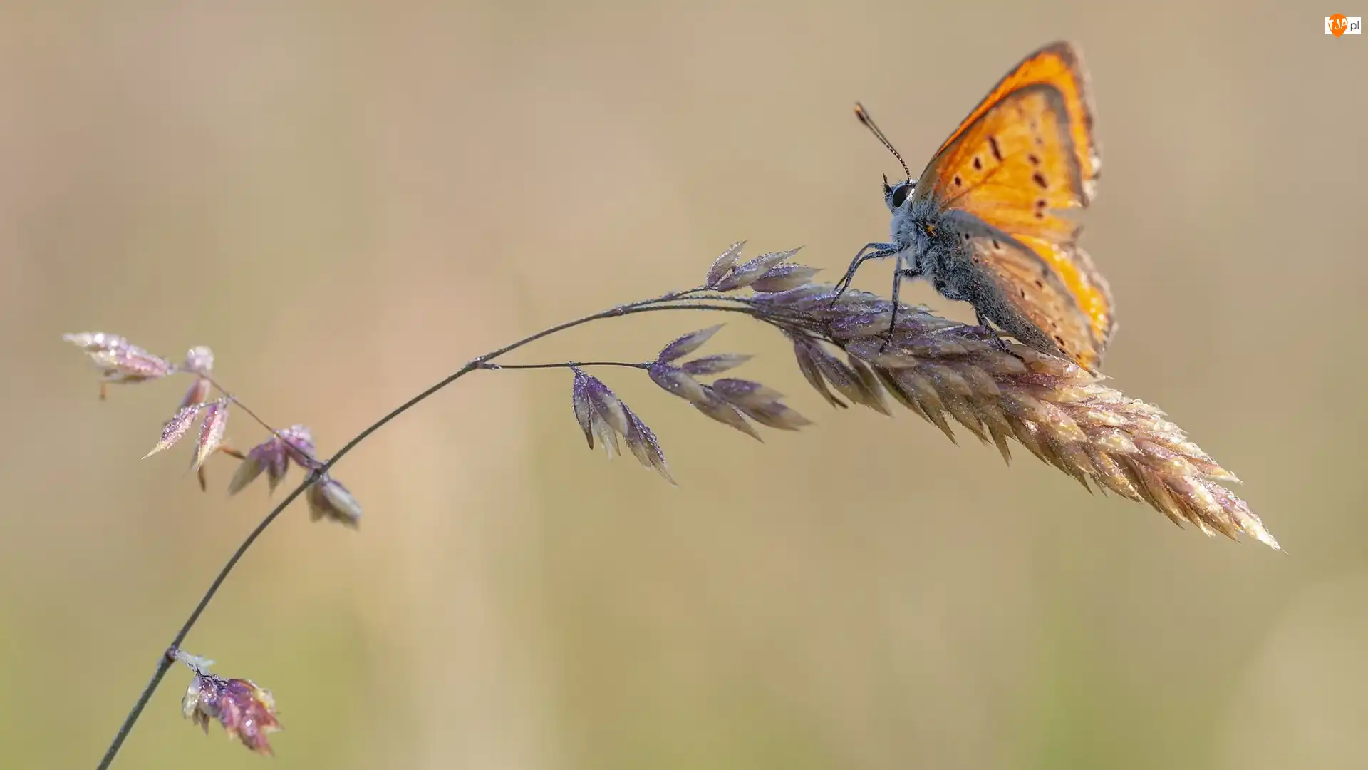 Źdźbło, Motyl, Czerwończyk, Trawa