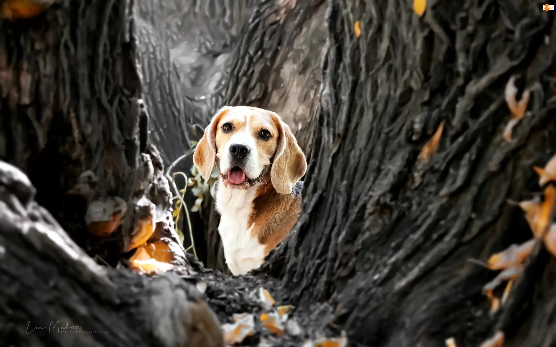Beagle, Liście, Drzewa, Pies