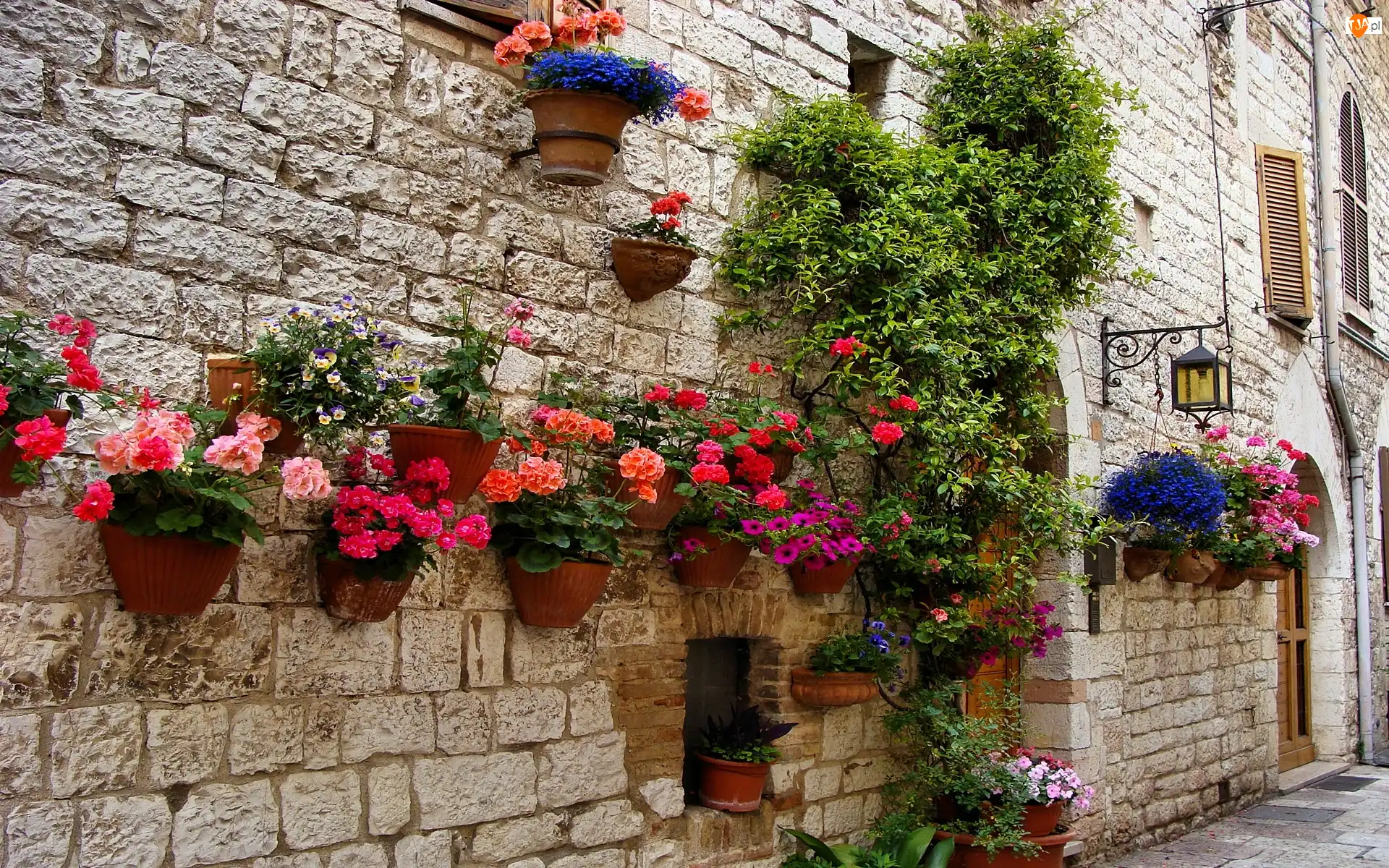 Ściana, Kwiaty, Donice, Dom, Pelargonie, Petunie, Begonia