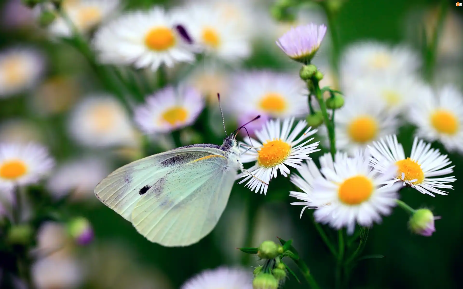 Bielinek, Przymiotno, Białe, Motyl