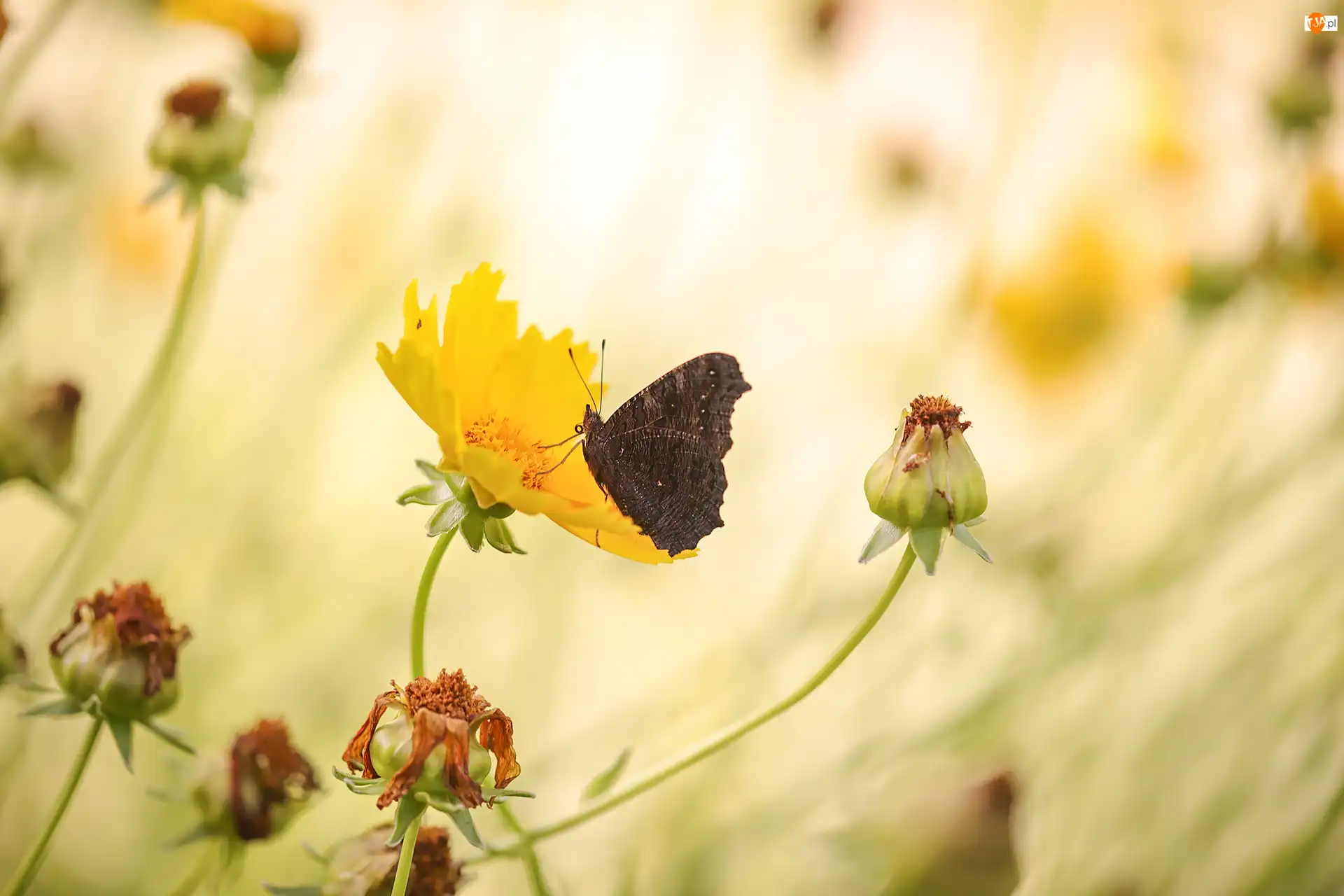 Nachyłek, Motyl, Żółty, Kwiat