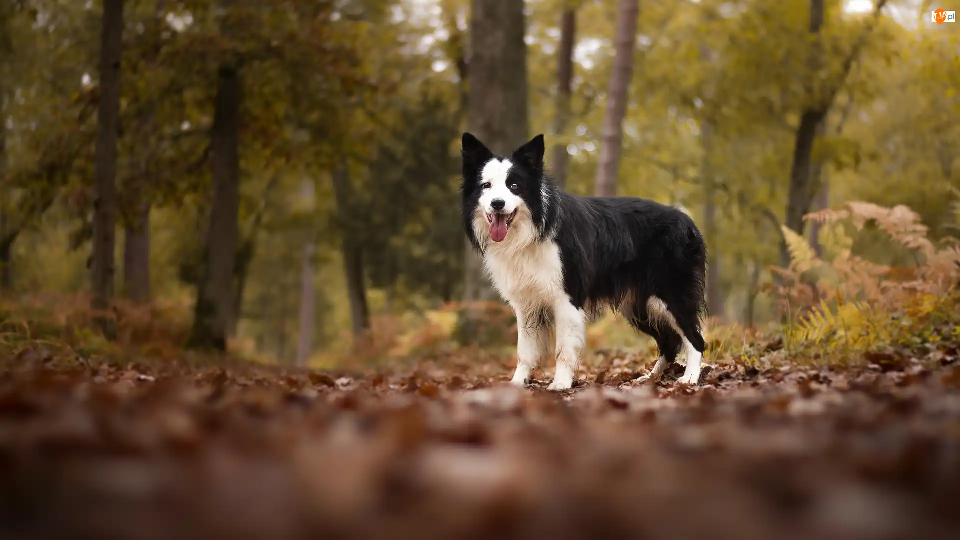 Las, Liście, Border collie, Pies, Drzewa