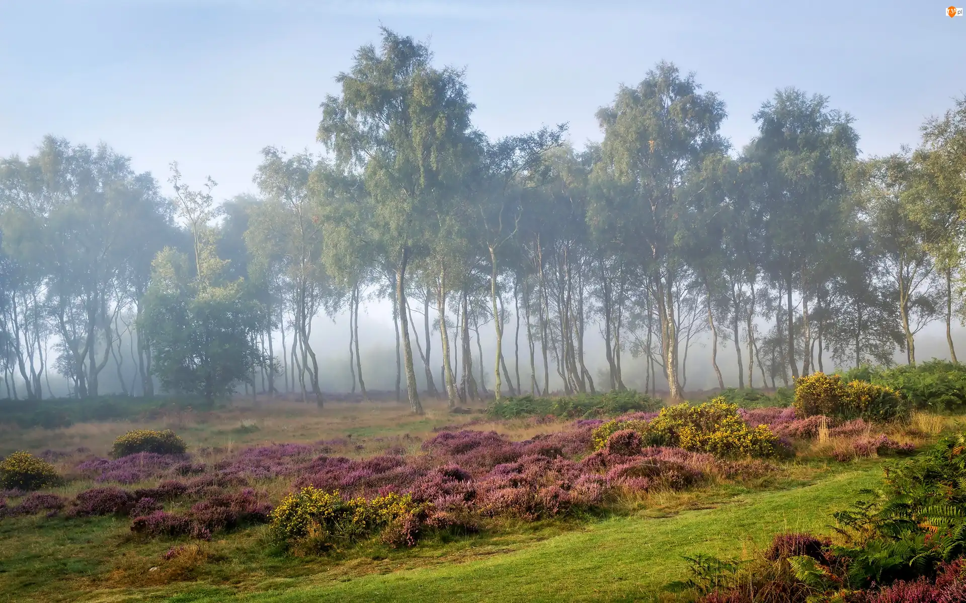 Świt, Hrabstwo Derbyshire, Mgła, Brzozy, Wrzosowisko, Obszar wyżynny Stanton Moor, Park Narodowy Peak District, Anglia, Drzewa