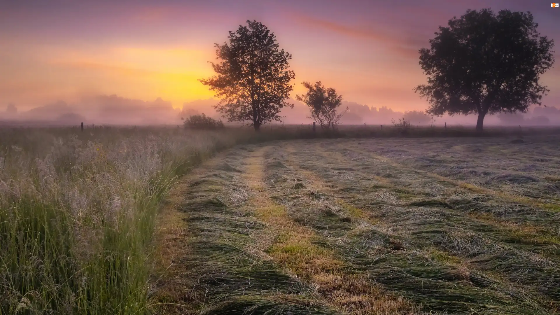 Mgła, Łąka, Drzewa, Wschód słońca, Trawa, Poranek