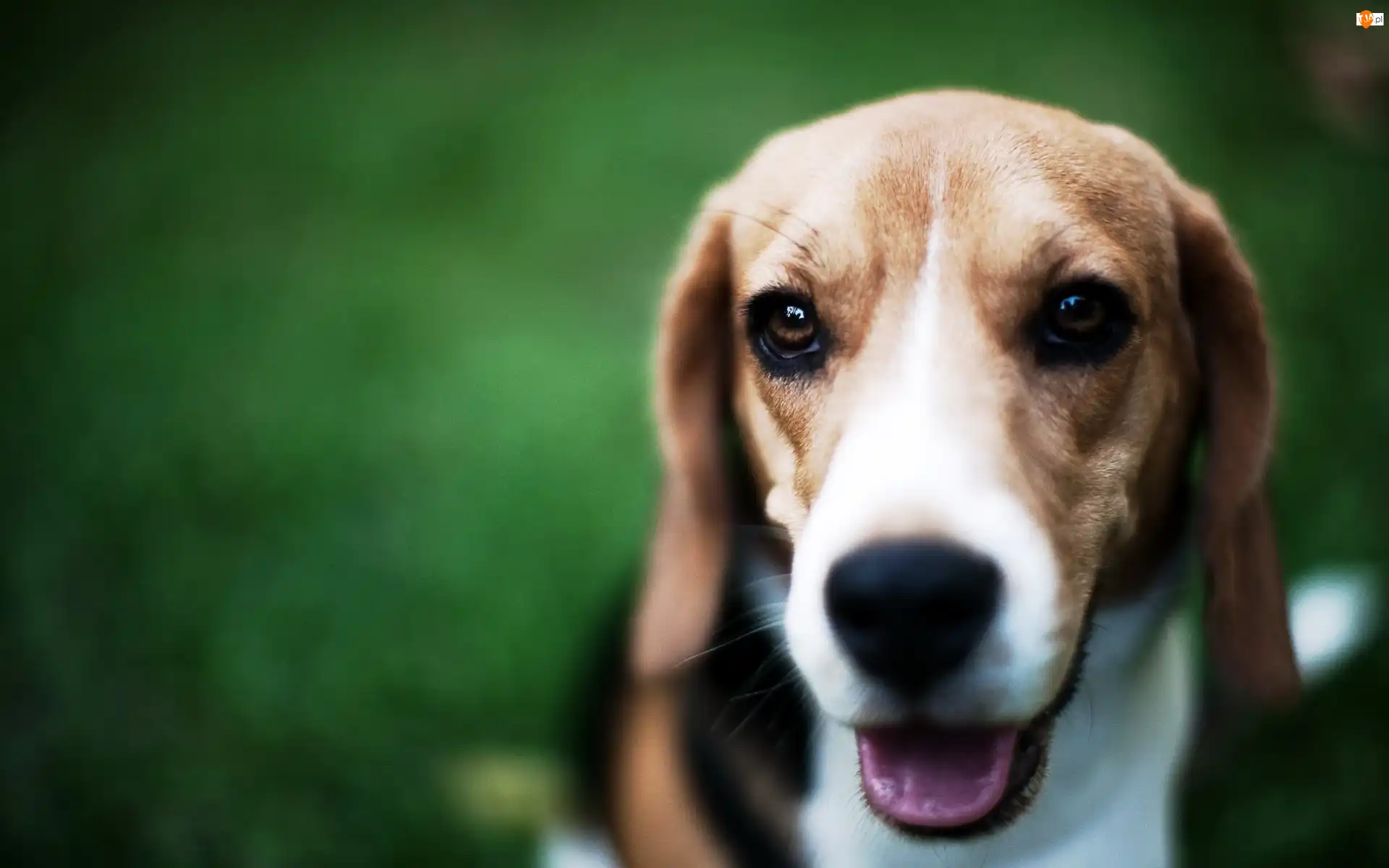 Język, Beagle