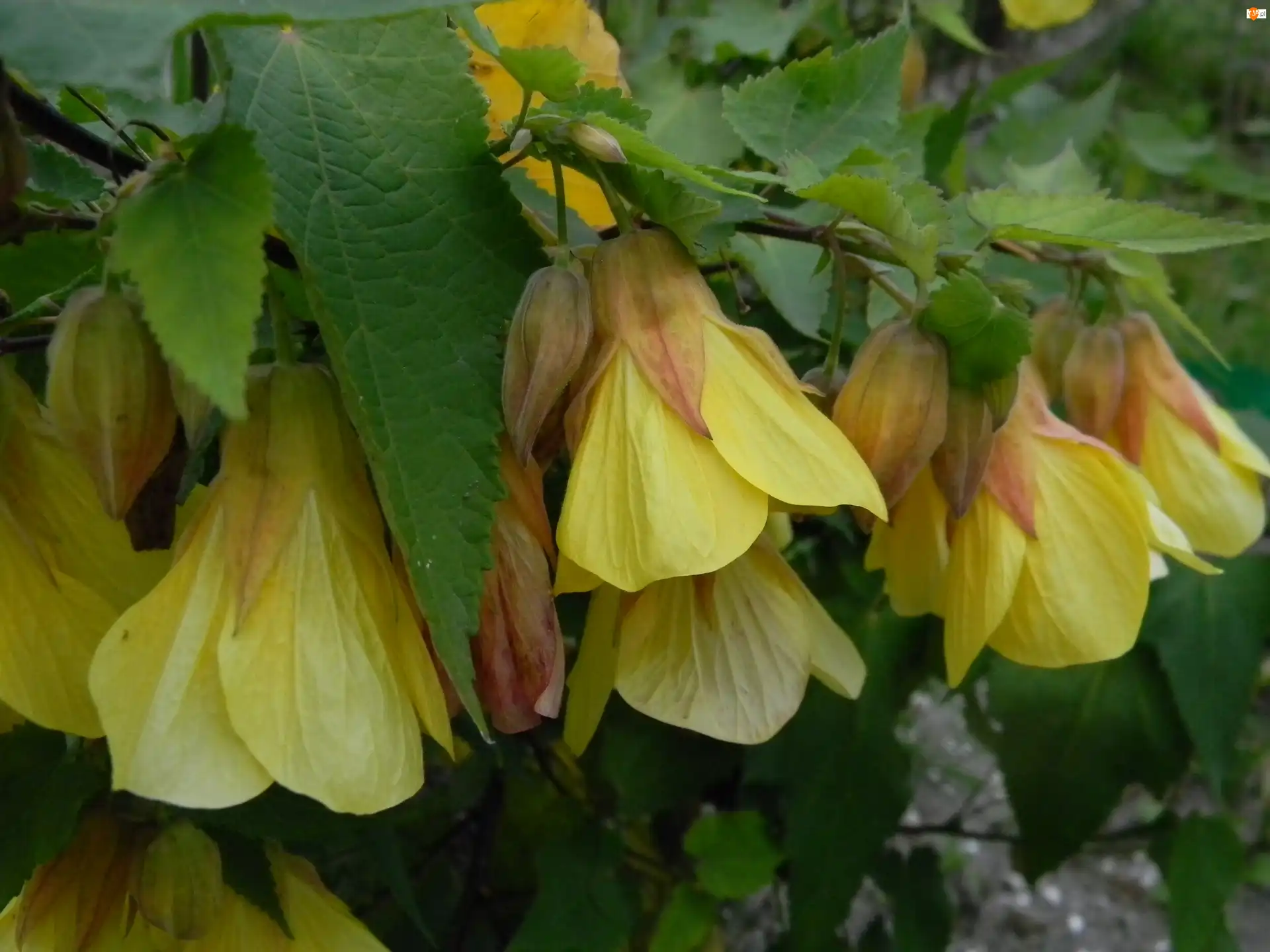 Zaślaz, Żółty, Abutilon