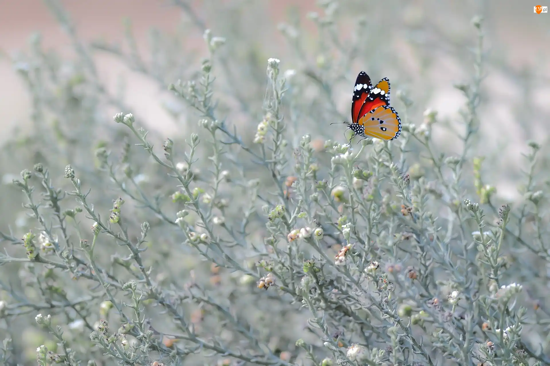 Roślinki, Motyl