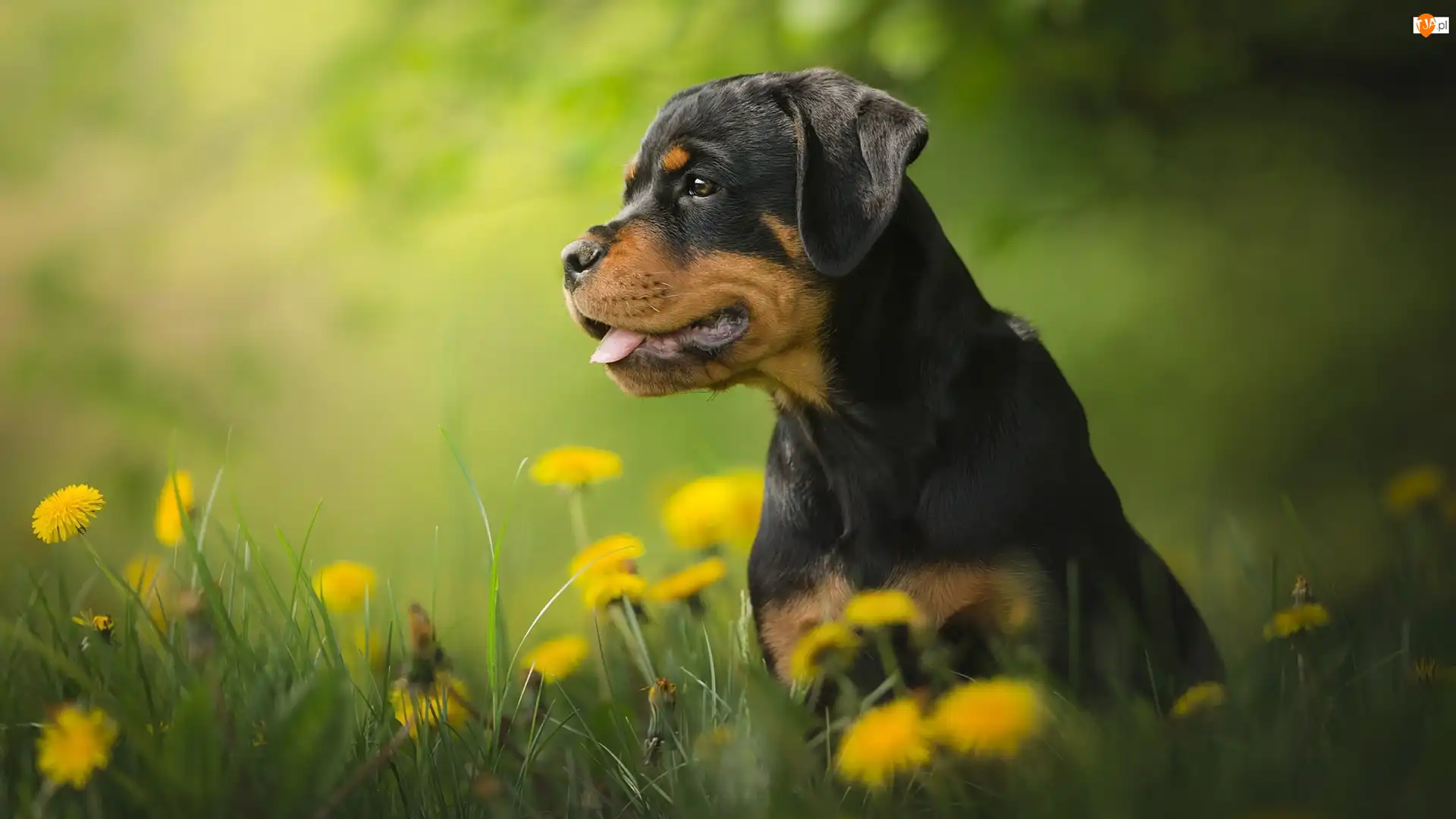 Rottweiler, Mniszek lekarski, Szczeniak, Pies, Łąka