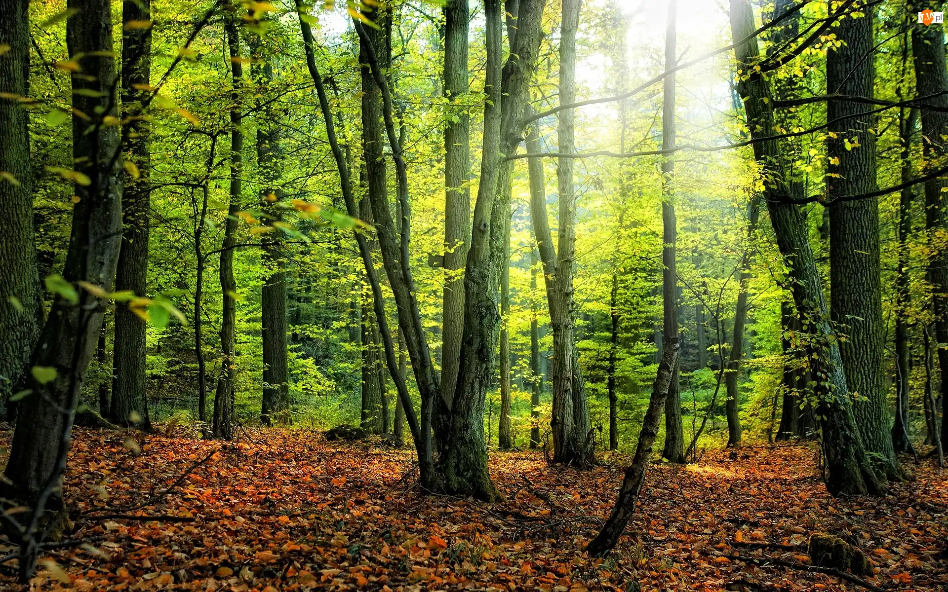 Gałęzie, Drzewa, Liście