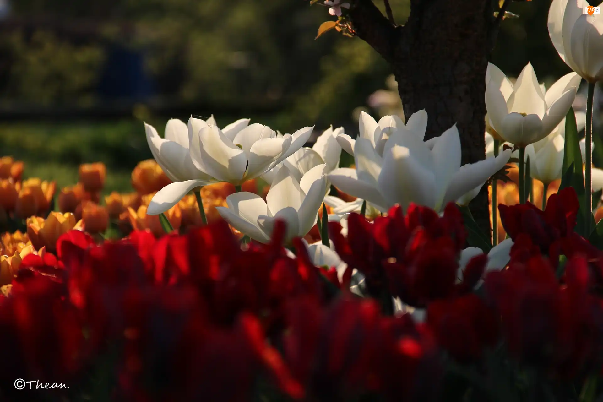 Drzewo, Białe, Tulipany