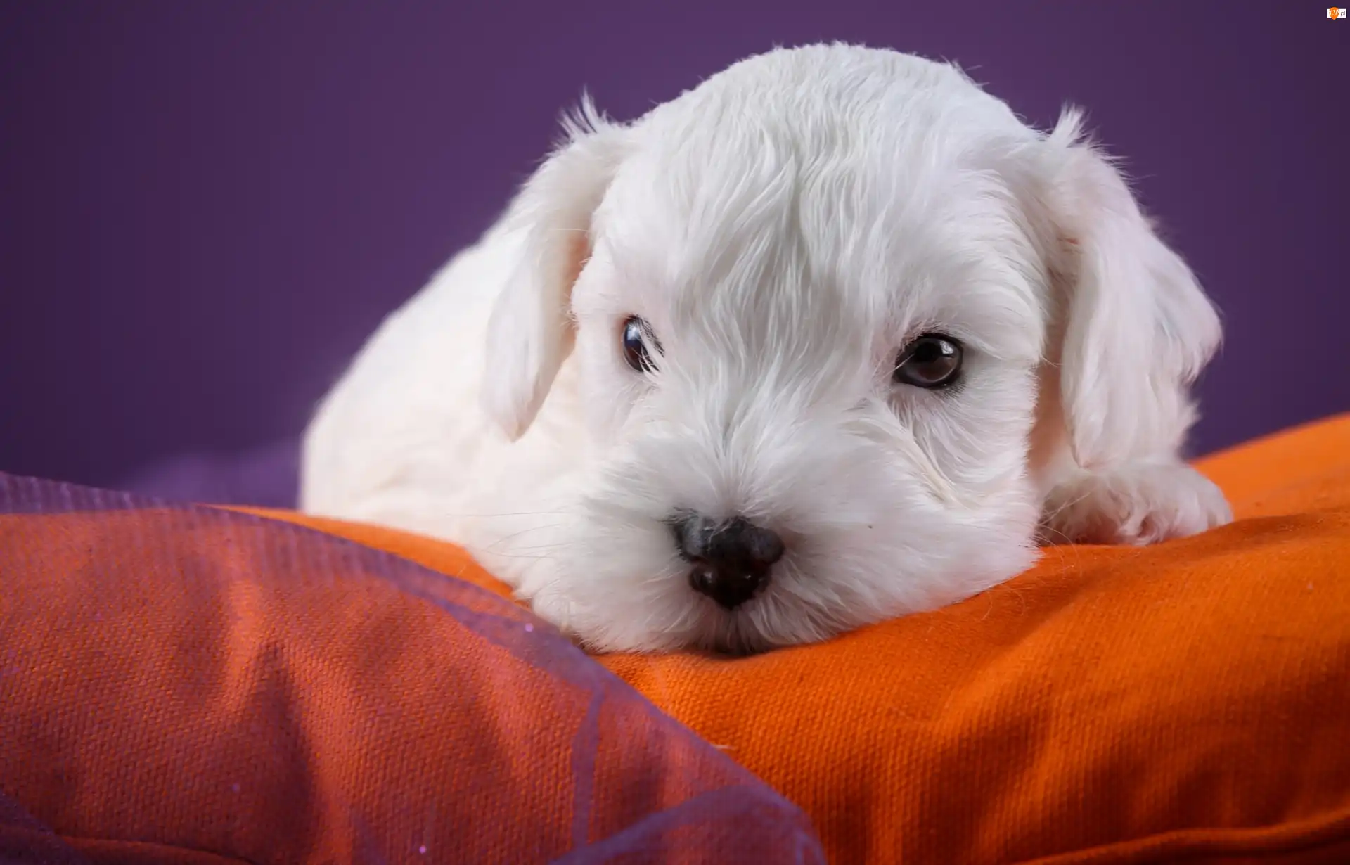 Kanapa, Słodki, Szczeniaczek, Sealyham terrier