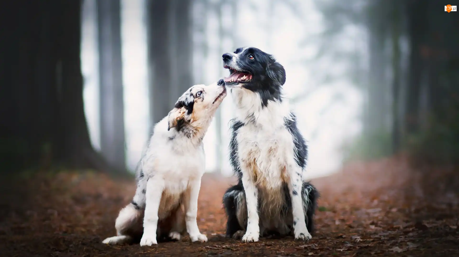 Psy, Dwa, Las, Liście, Border collie, Dróżka