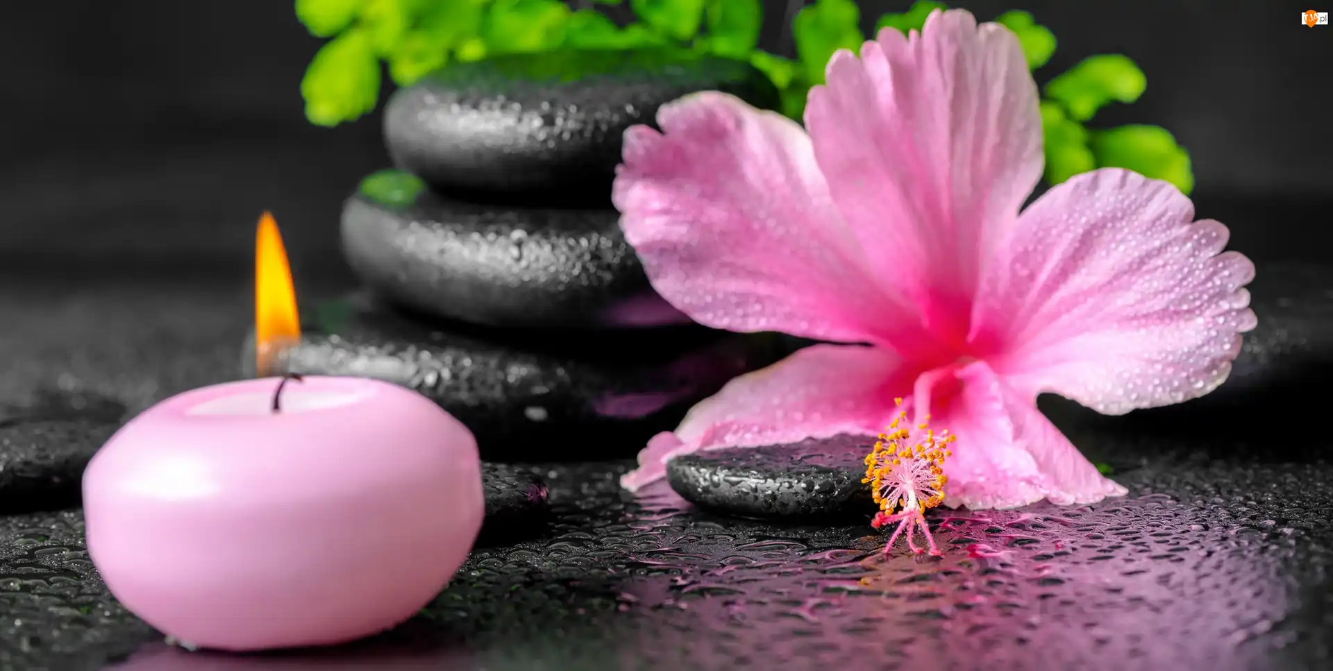 Kwiat, SPA, Kamienie, Świeca, Hibiskus