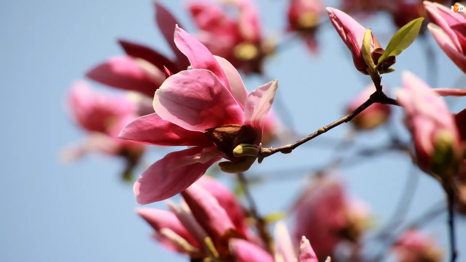Gałązki, Różowa, Kwitnąca, Magnolia