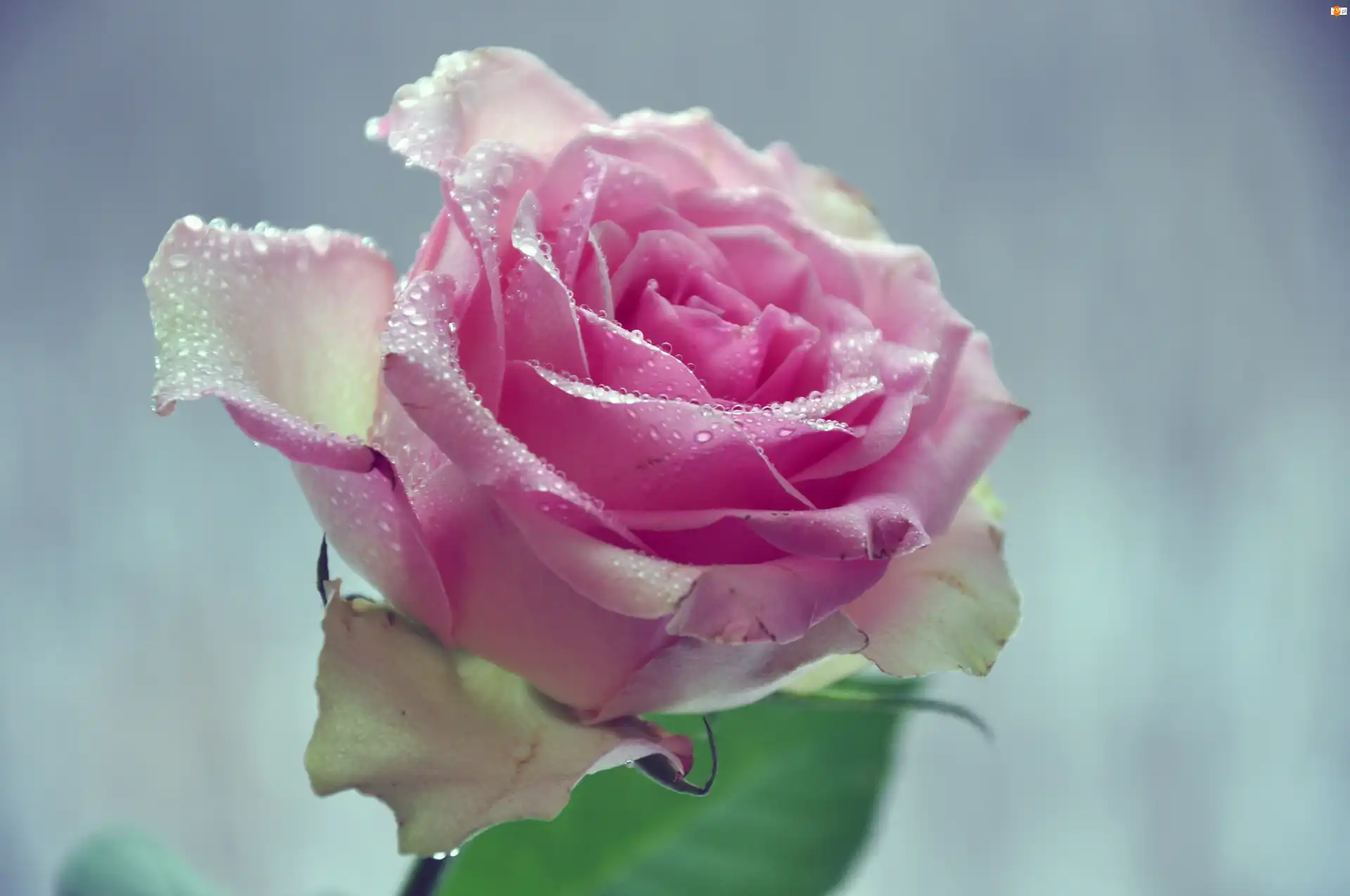 Rosy, Różowa, Róża, Krople