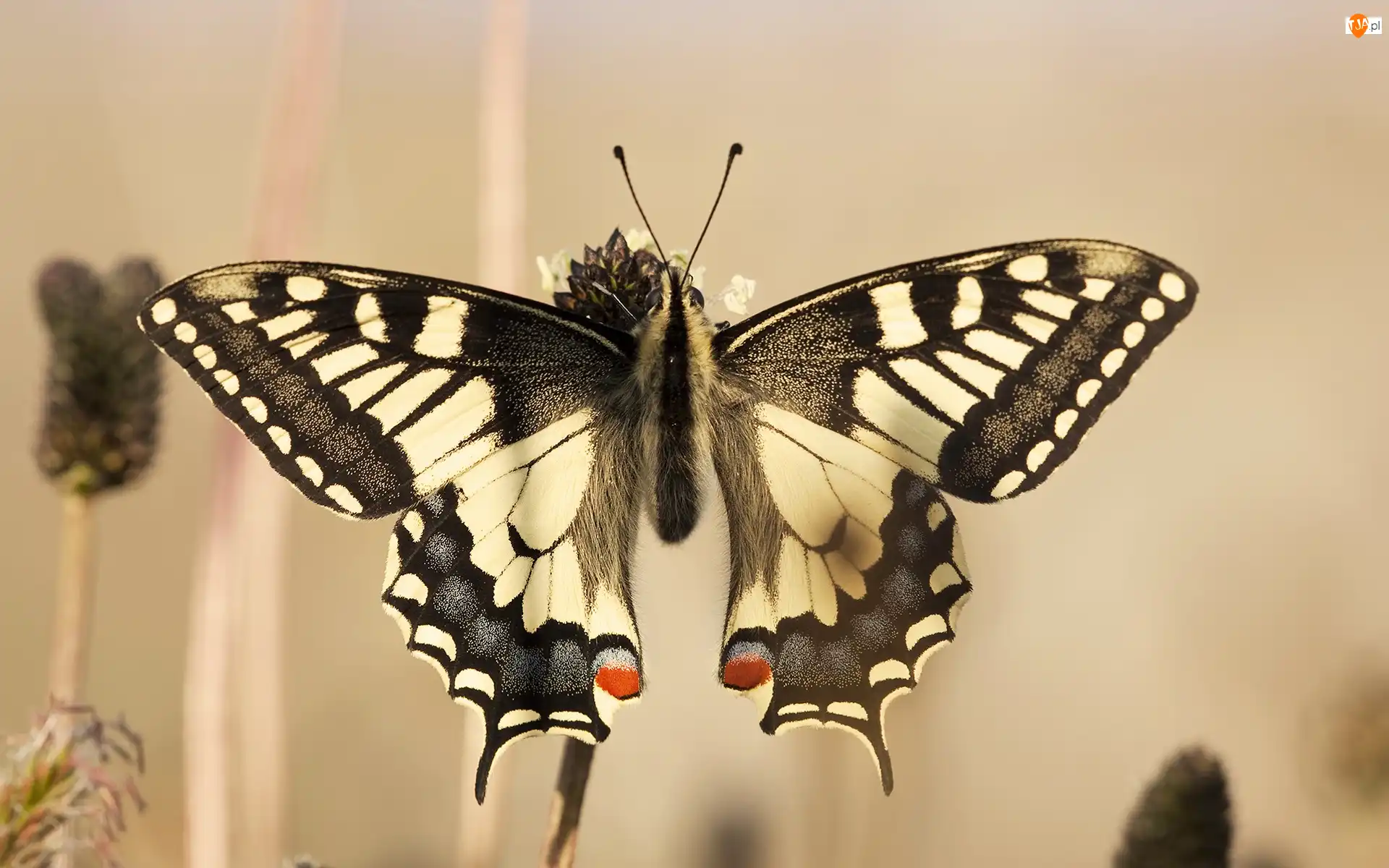 Motyl, Kropki, Czarny, Biało, Czerwone