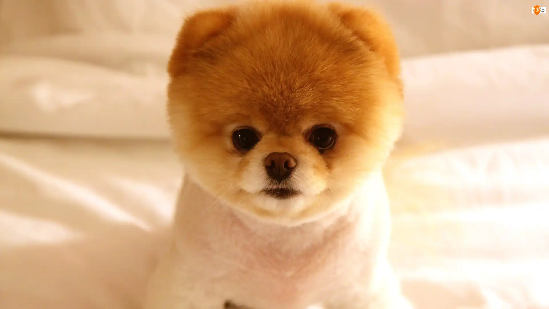Pomeranian, Mały, Piesek, Szpic miniaturowy
