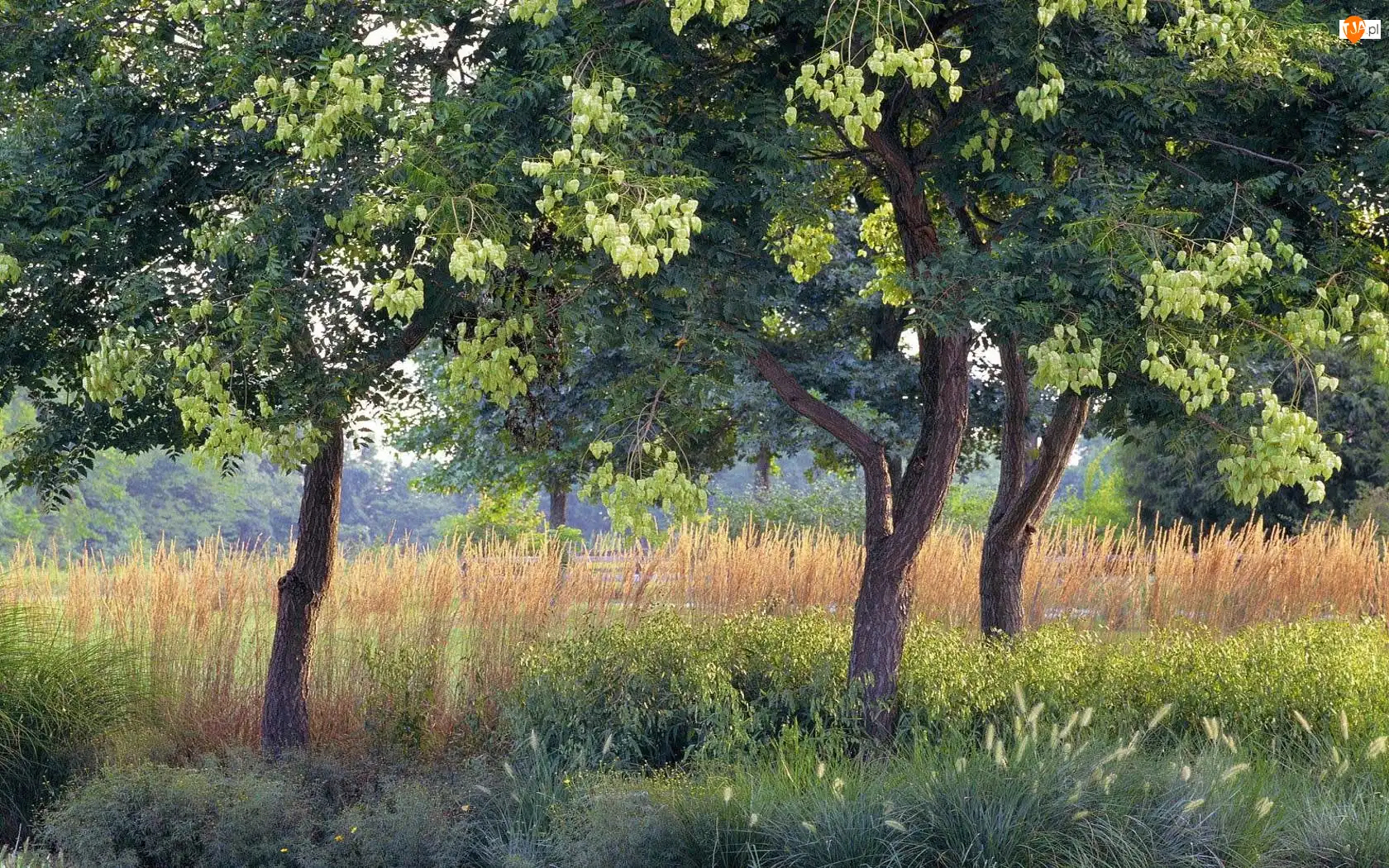 Trawy, Akacje