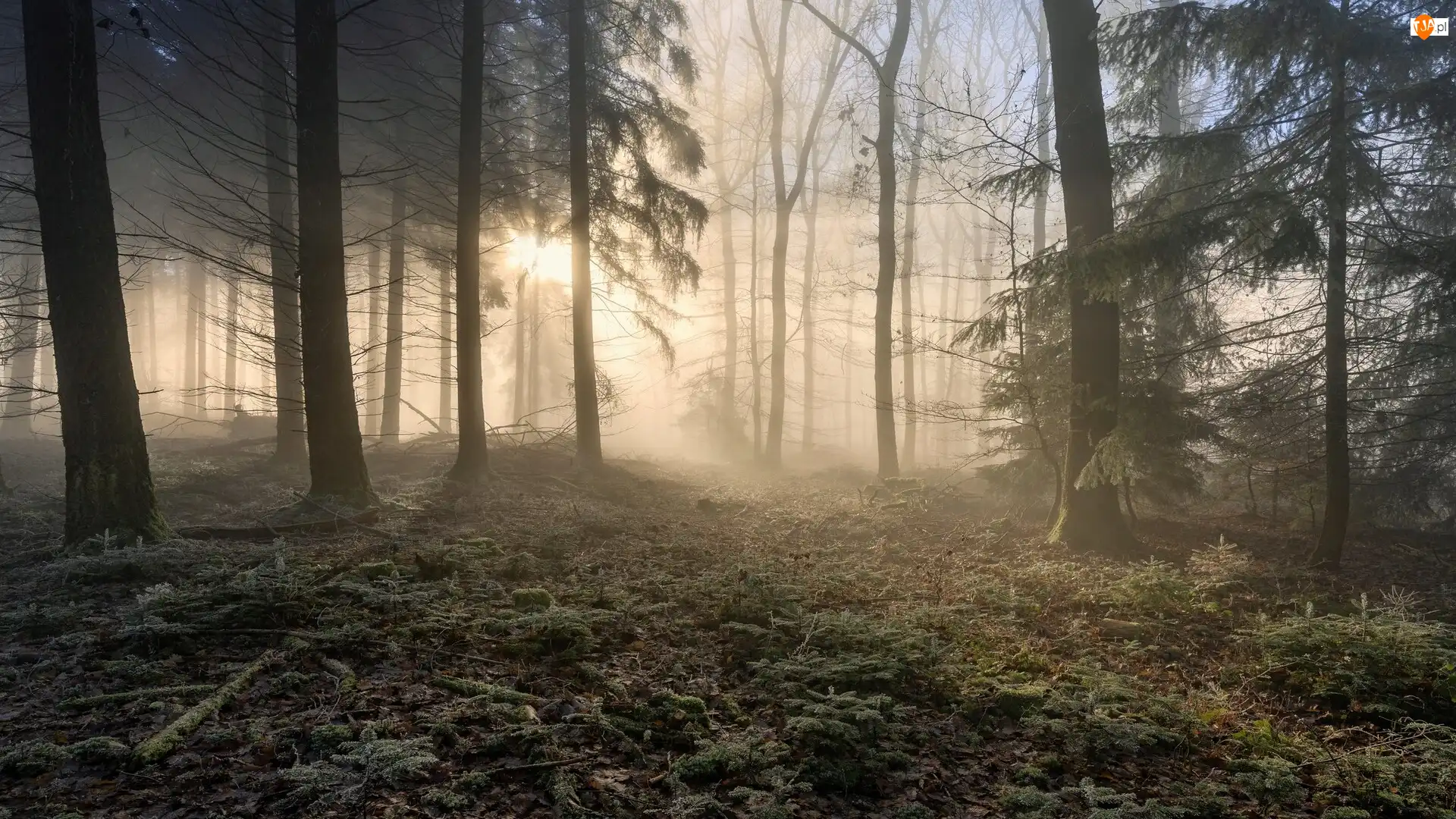 Las, Wysokie, Drzewa, Przebijające światło