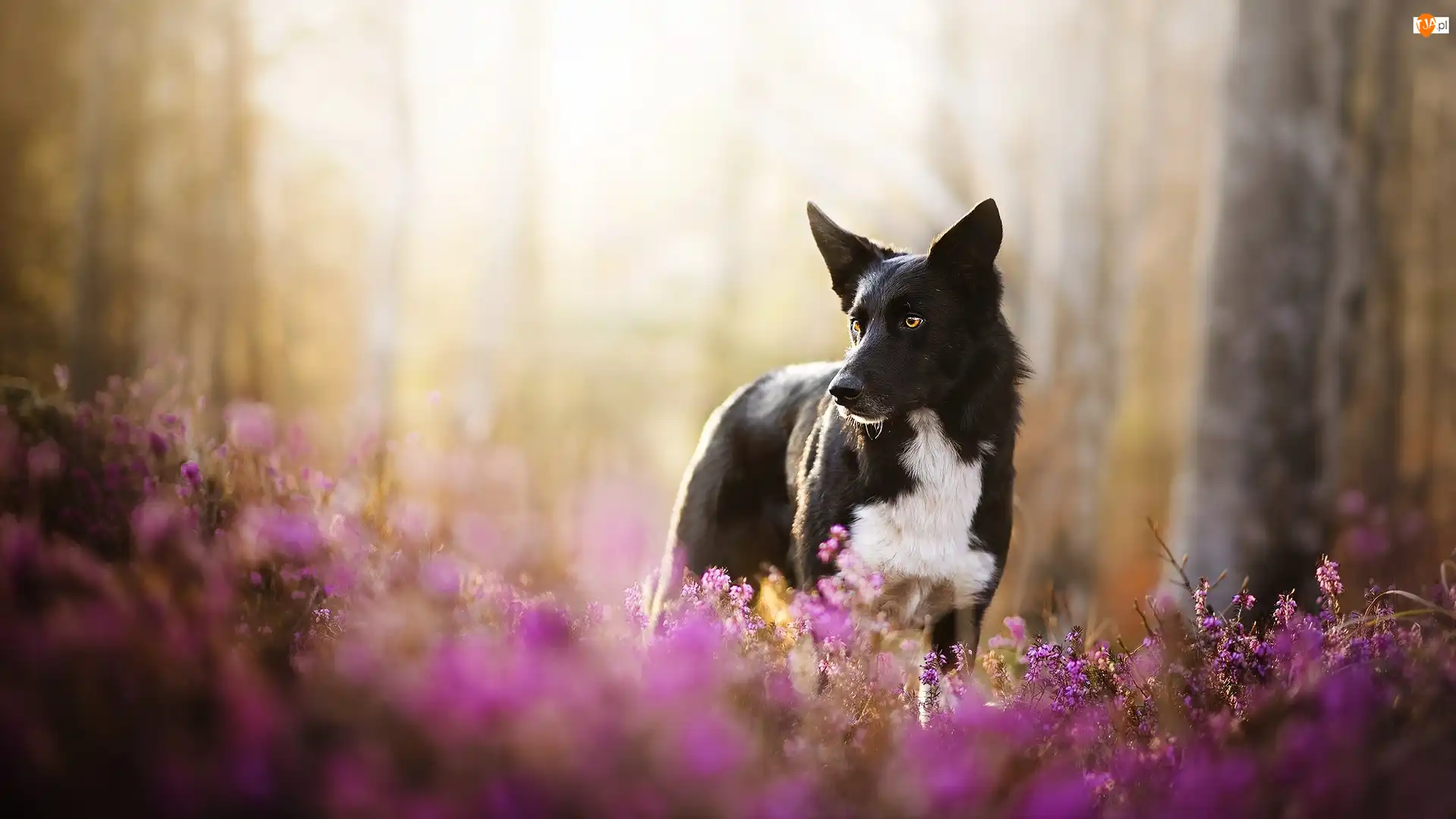 Wrzosy, Pies, Border collie, Kwiaty