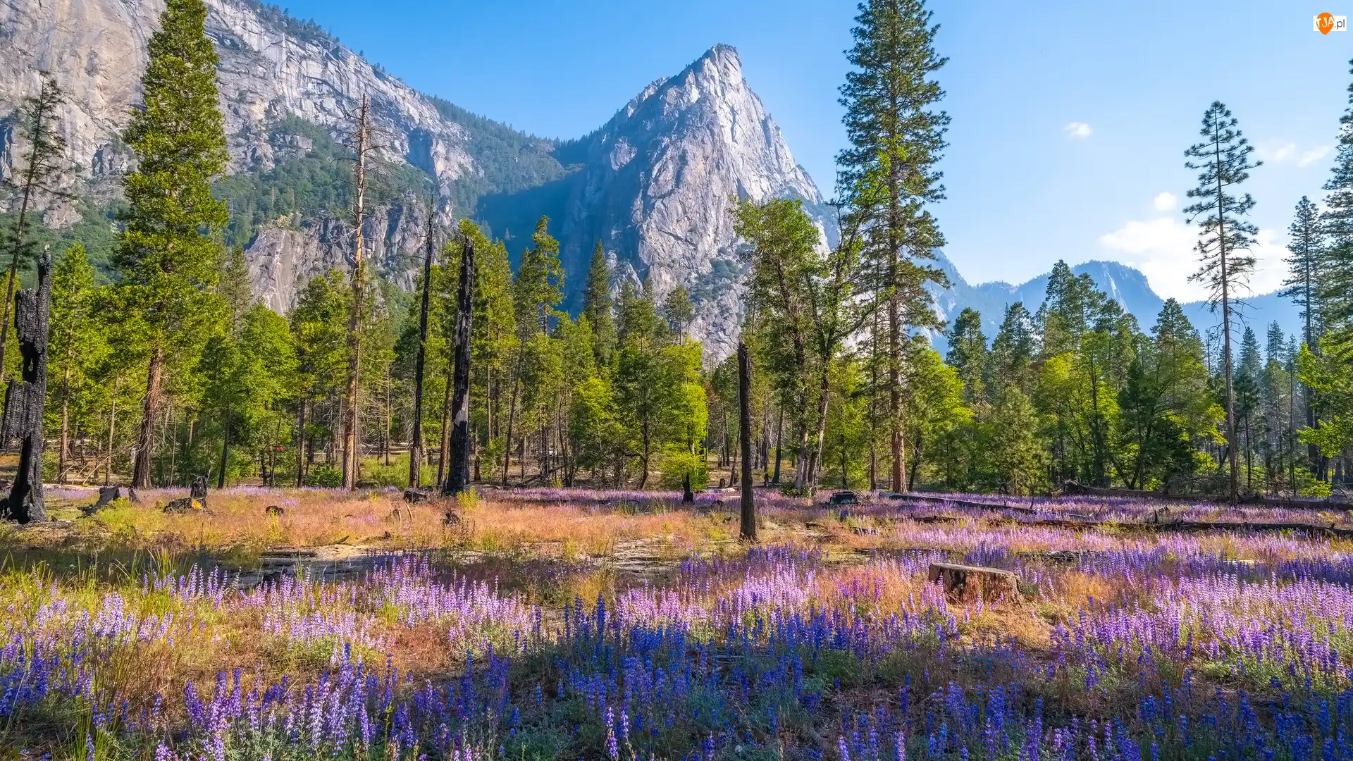 Park Narodowy Yosemite, Kwiaty, Drzewa, Kalifornia, Łubin, Góry, Stany Zjednoczone, Trawa